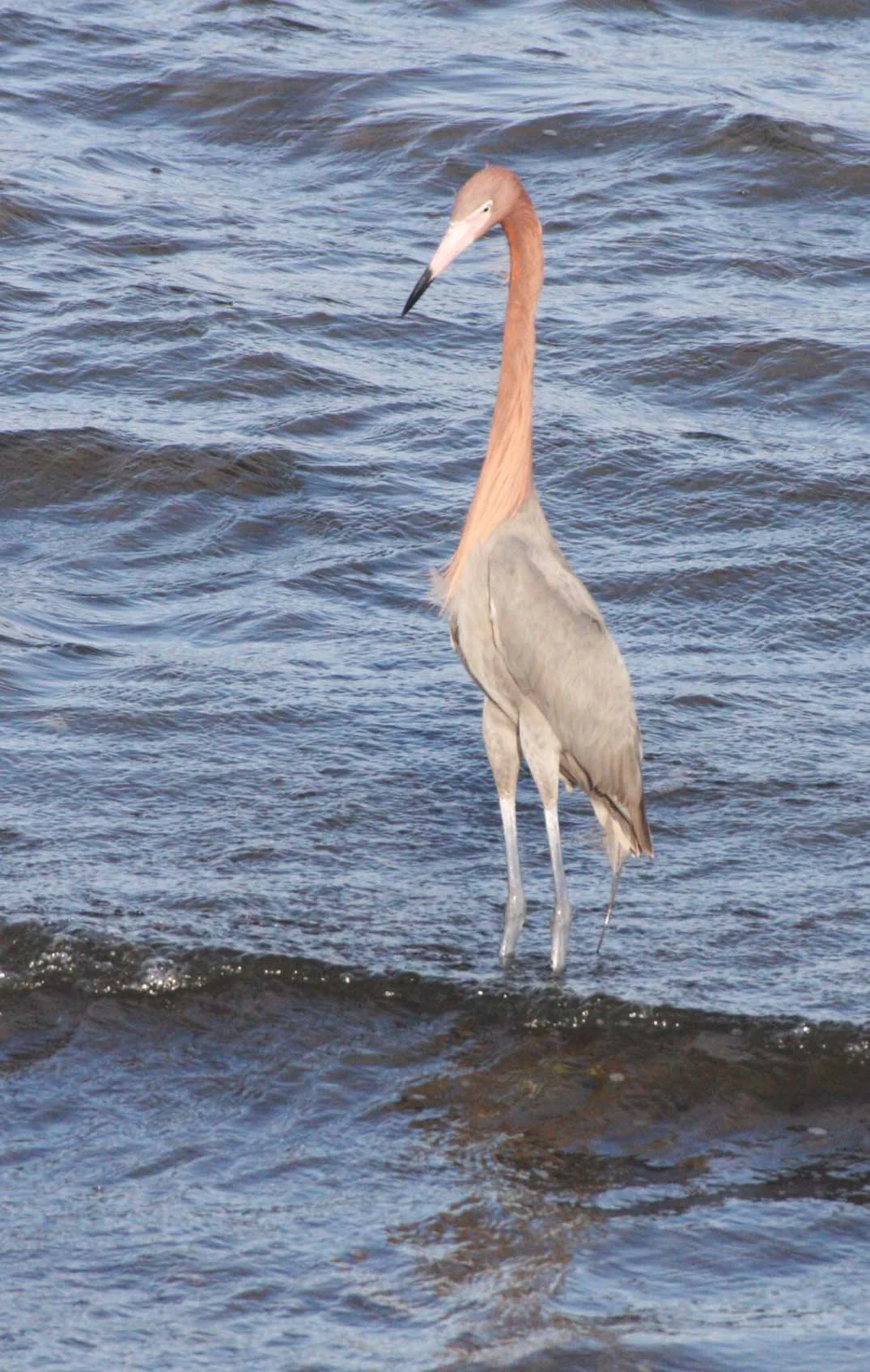 EGRET - REDDISH EGRET - Egretta rufescens - SAN IGNACIO LAGOON BAJA MEXICO (56).JPG
