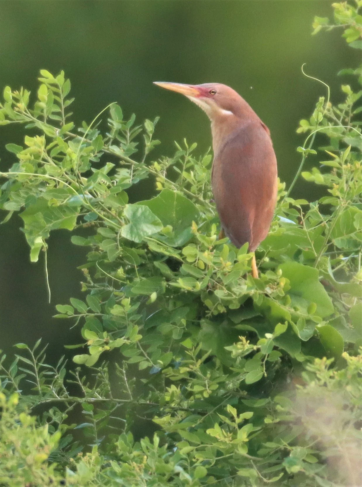 BITTERN - CINNAMON BITTERN (CHESTNUT BITTERN) - Ixobrychus cinnamomeus - PATHUM THANI RICE RESEARCH CENTER (33).jpg