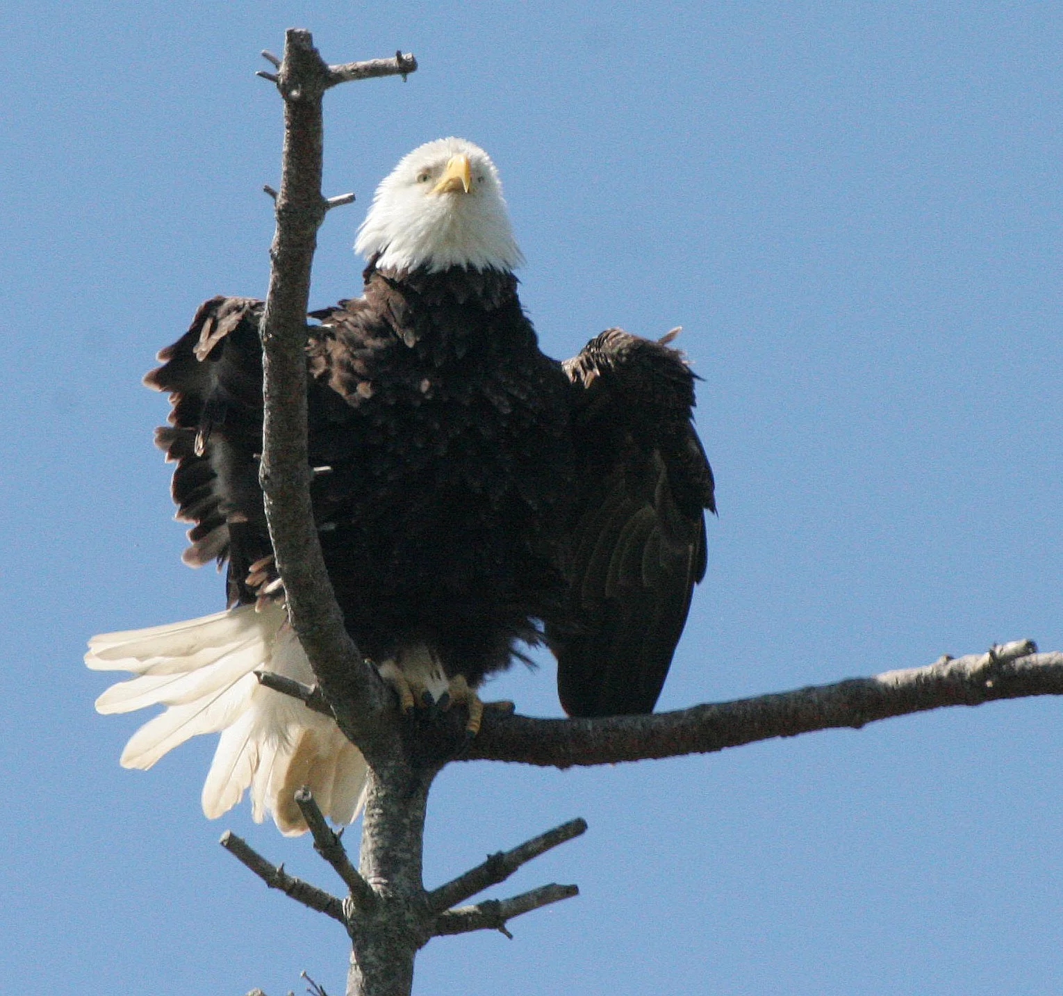 BIRD - EAGLE - BALD EAGLE - CLINE SPIT OVERLOOK SEQUIM WA (47).JPG