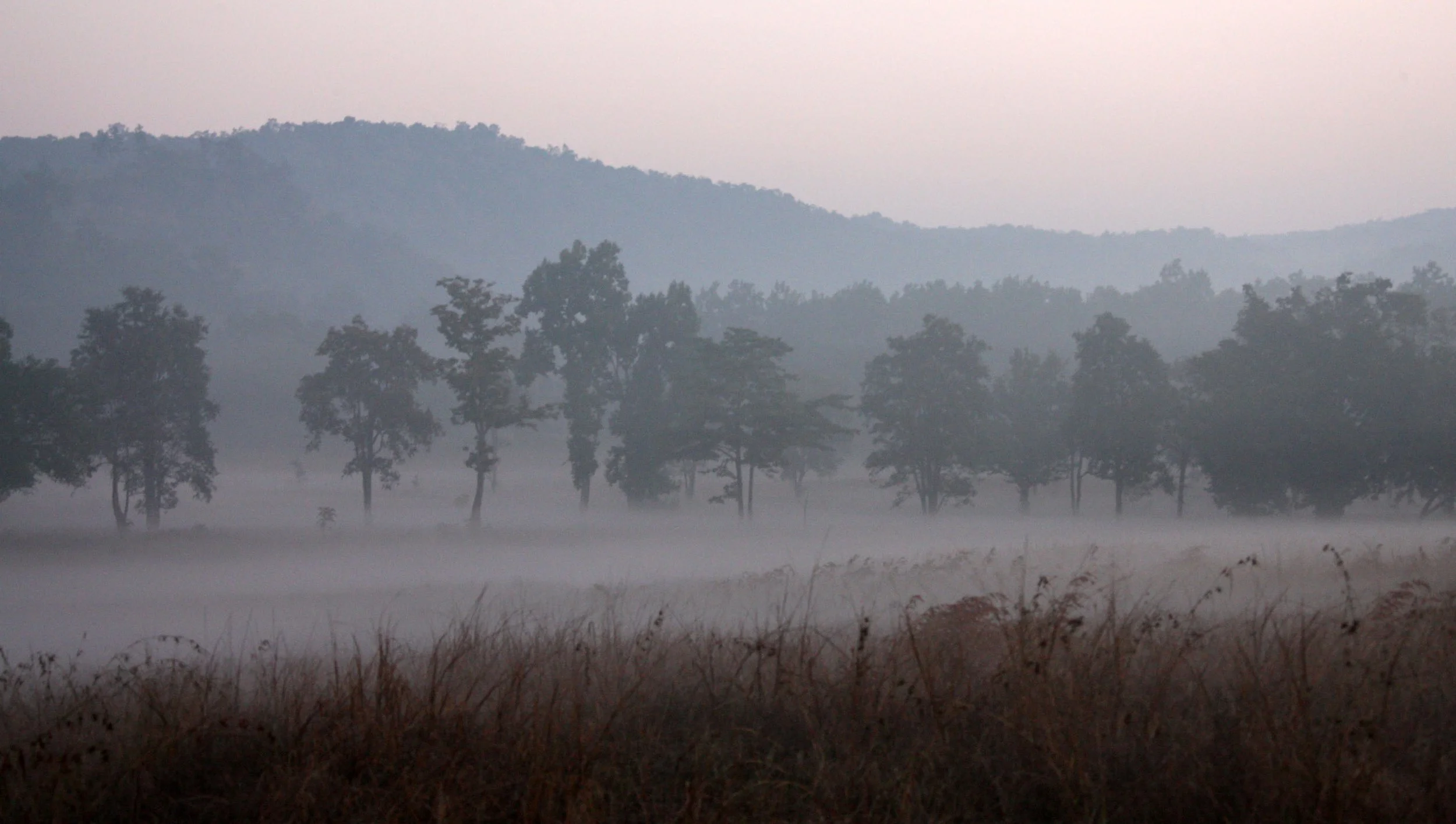 MADHYA PRADESH - KANHA NATIONAL PARK MADHYA PRADESH INDIA (33).JPG