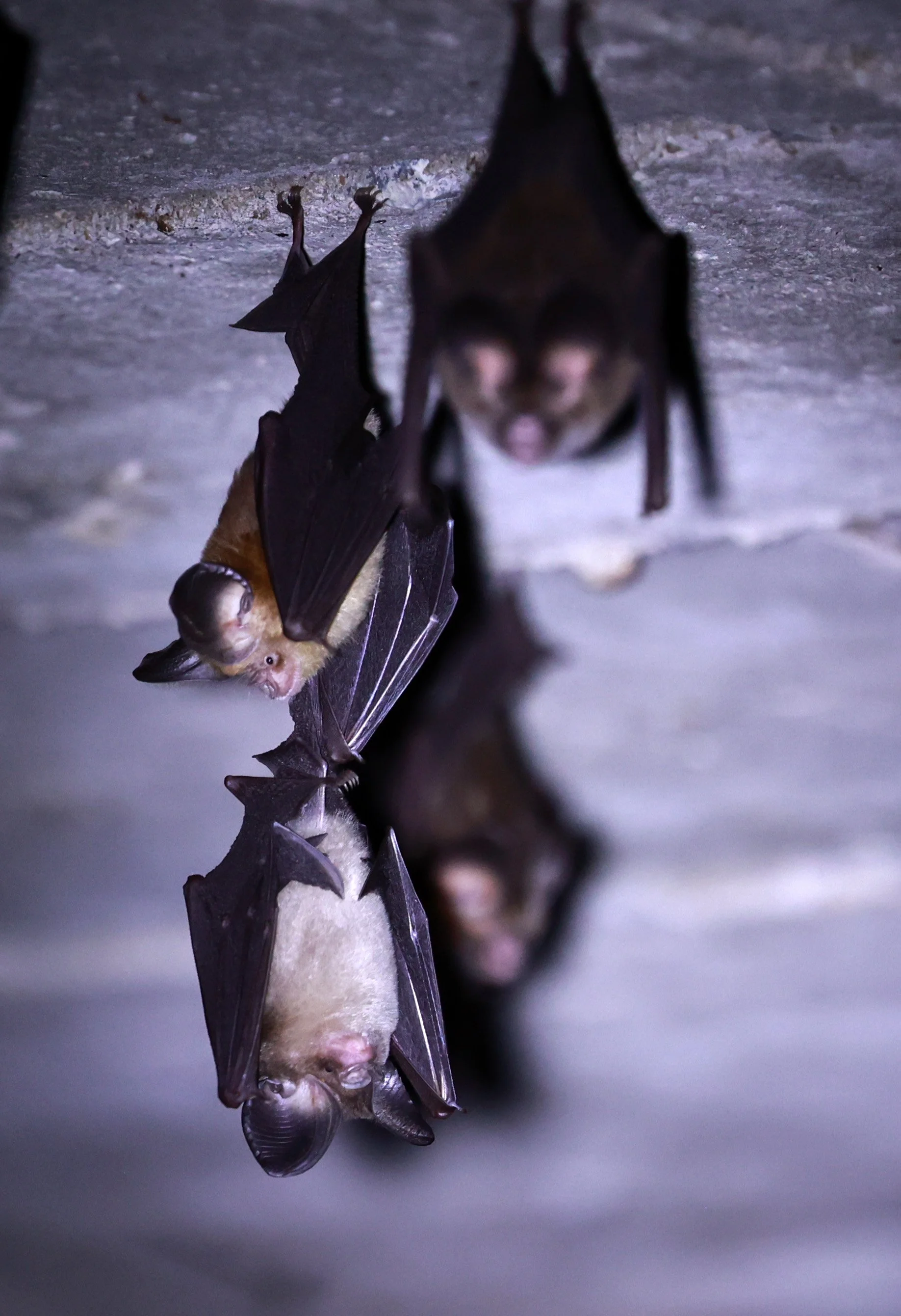 Hipposideros gentilis (=pomona) - Andersen's Leaf-nosed Bat - Khao Yai NP Thailand July 2024 