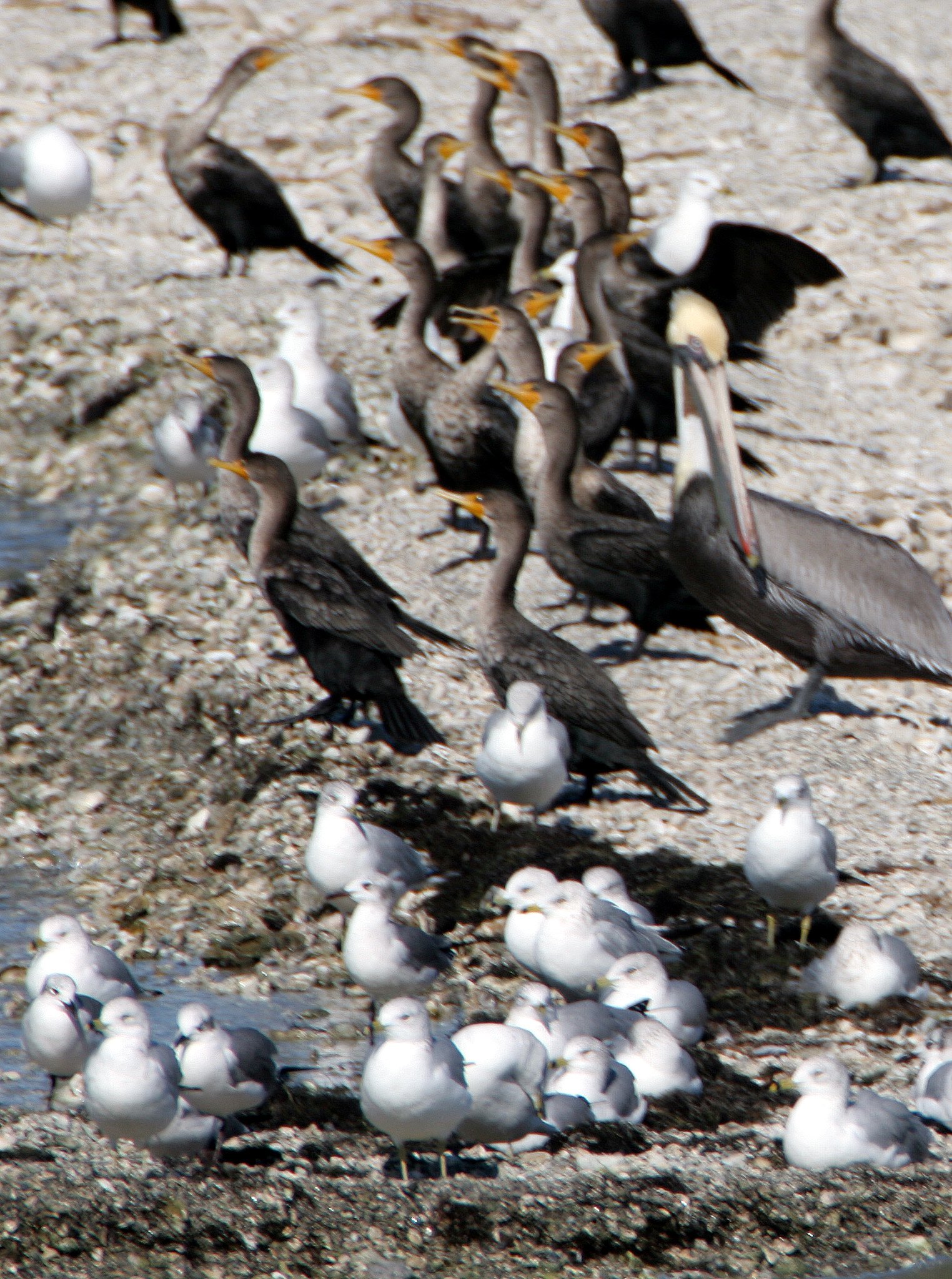 BIRD - GULL - HERRING - ARANSAS C.jpg