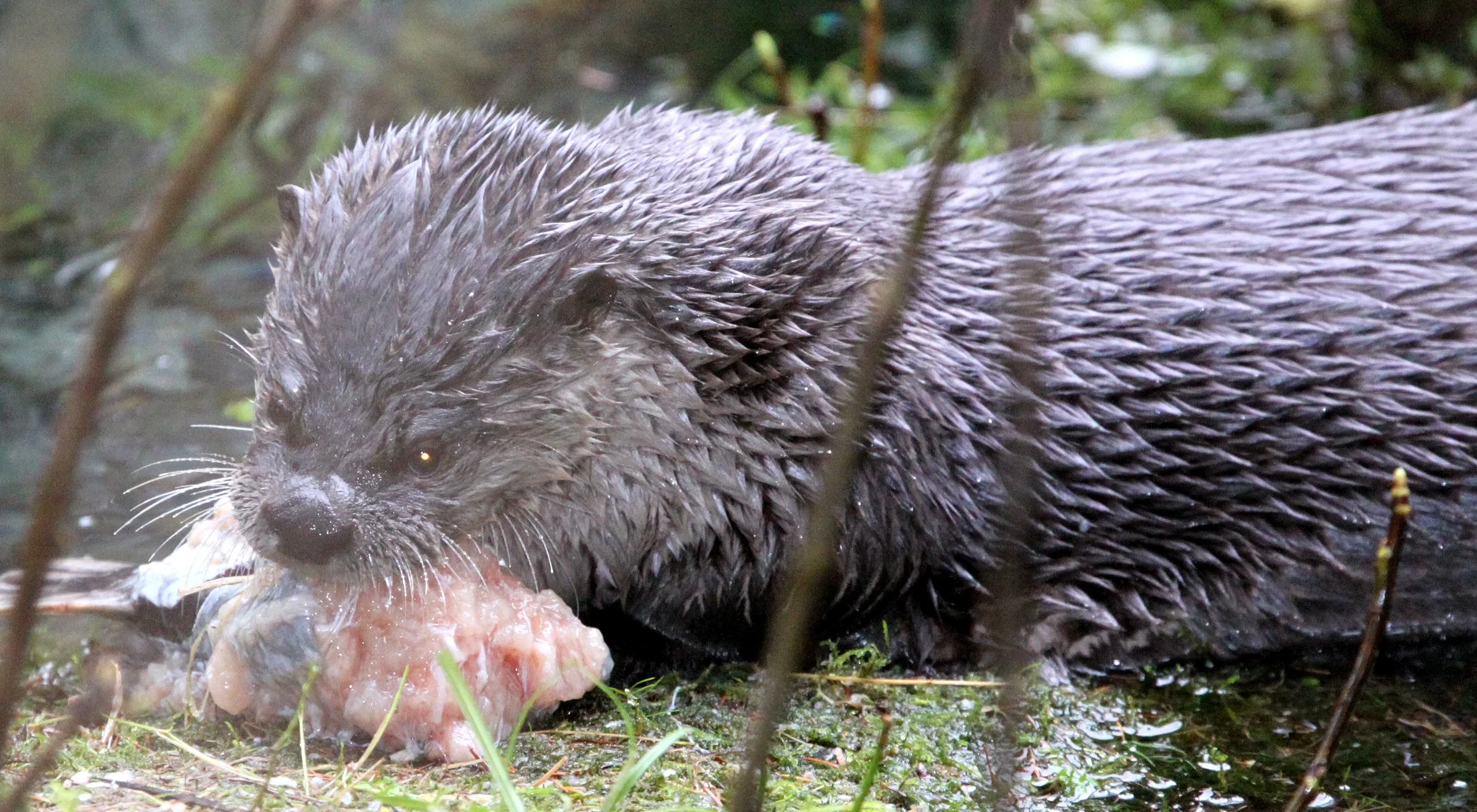 MUSTELID - OTTER - RIVER OTTER - HOH RAINFOREST WA (24).JPG