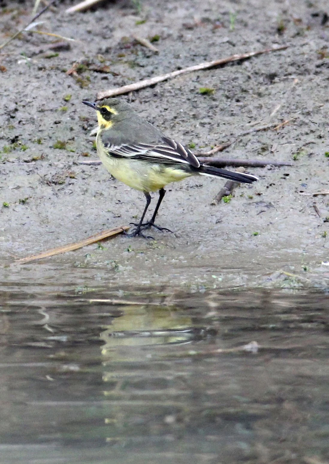YELLOW WAGTAIL - CHONGMING ISLAND DONGTAN WETLAND RESERVE CHINA (2).JPG