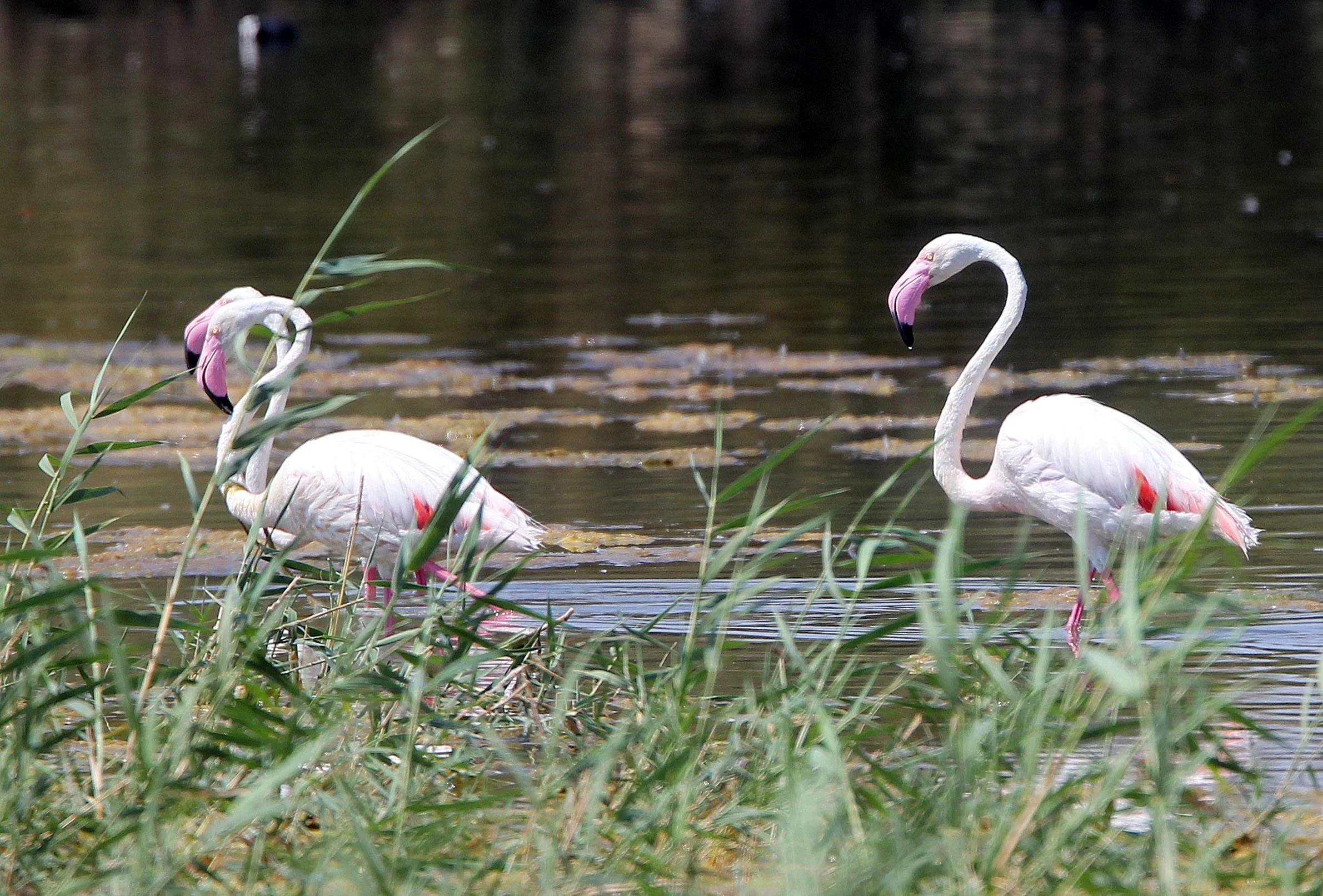 Phoenicopterus roseus - Greater Flamingo - Laguna Dulce Spain (26).JPG
