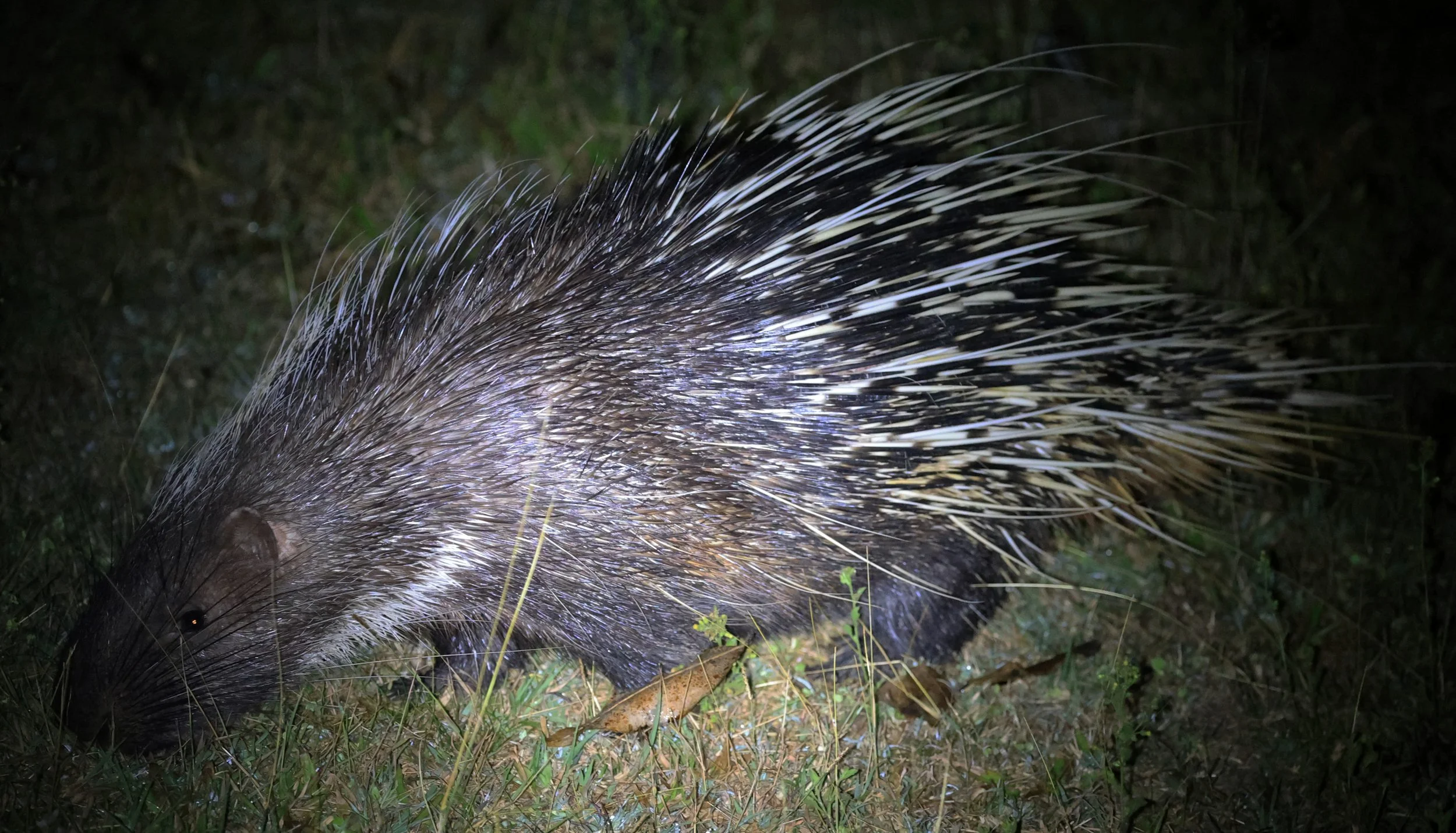 East Asian Porcupine (Hystrix brachyura) Khao Yai National Park Feb 2026 Day 2 (8).jpg