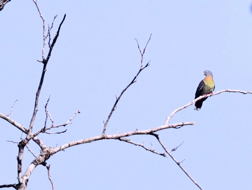 Pigeon - LLittle Green Pigeon - Treron olax - Hala Bala National Wildlife Sanctuary Thailand (3).jpg