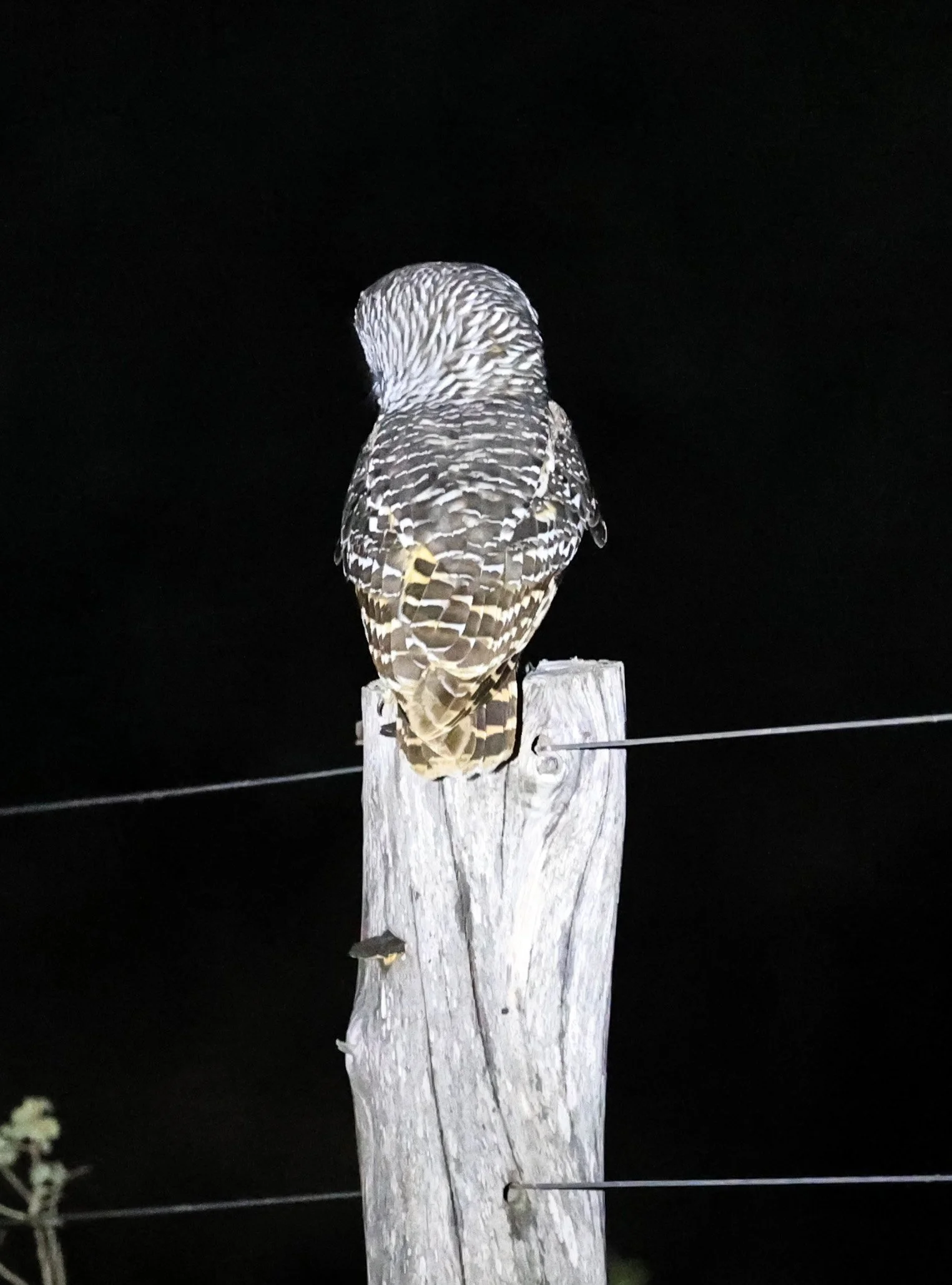 Chaco Owl (Strix chacoensis) Fortin Toledo Paraguay (9).jpg