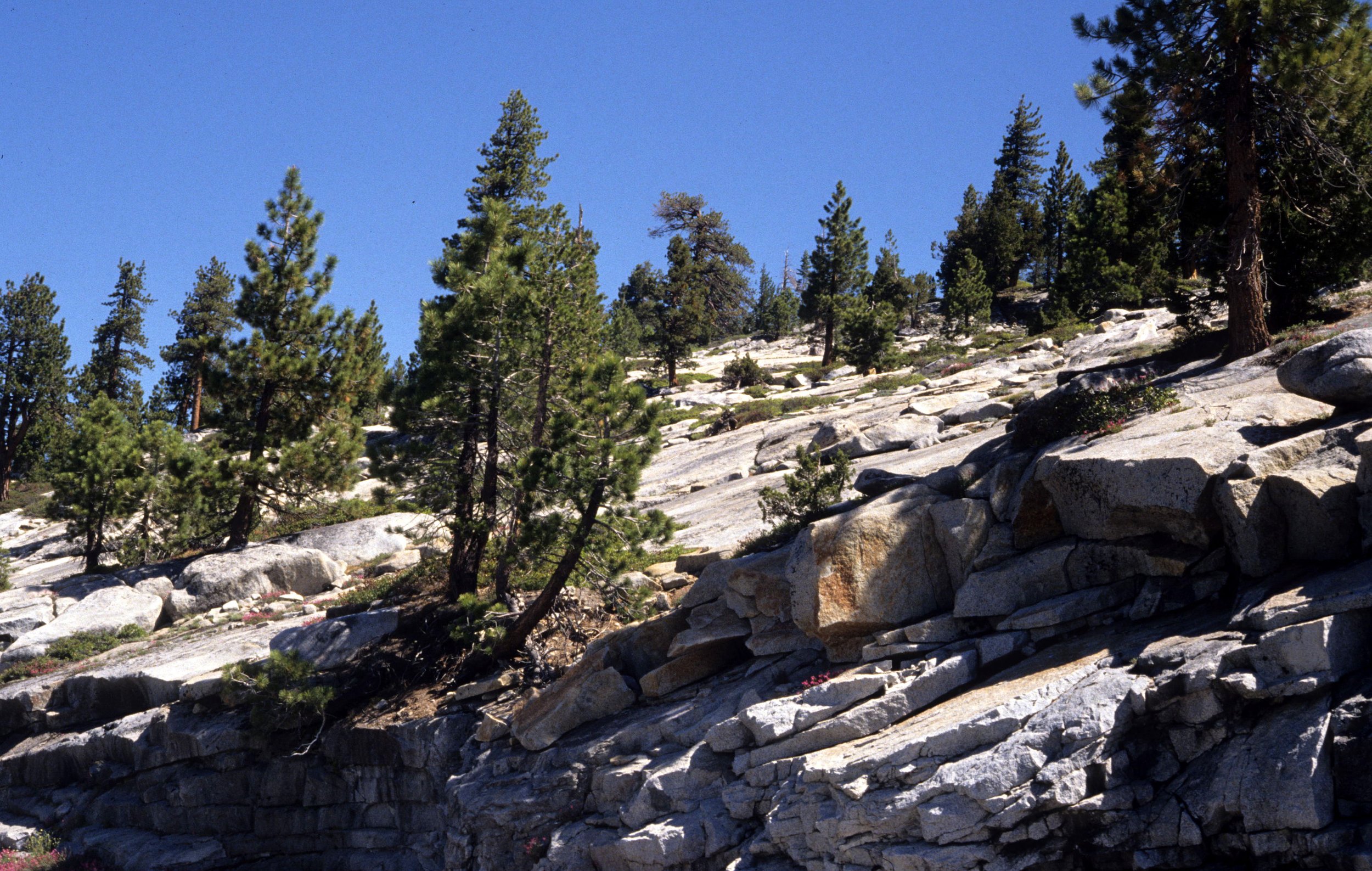 CALIFORNIA - YOSEMITE - SIERRA JUNIPER AND PINE BELT ON EXFOLIATED GRANITE.jpg
