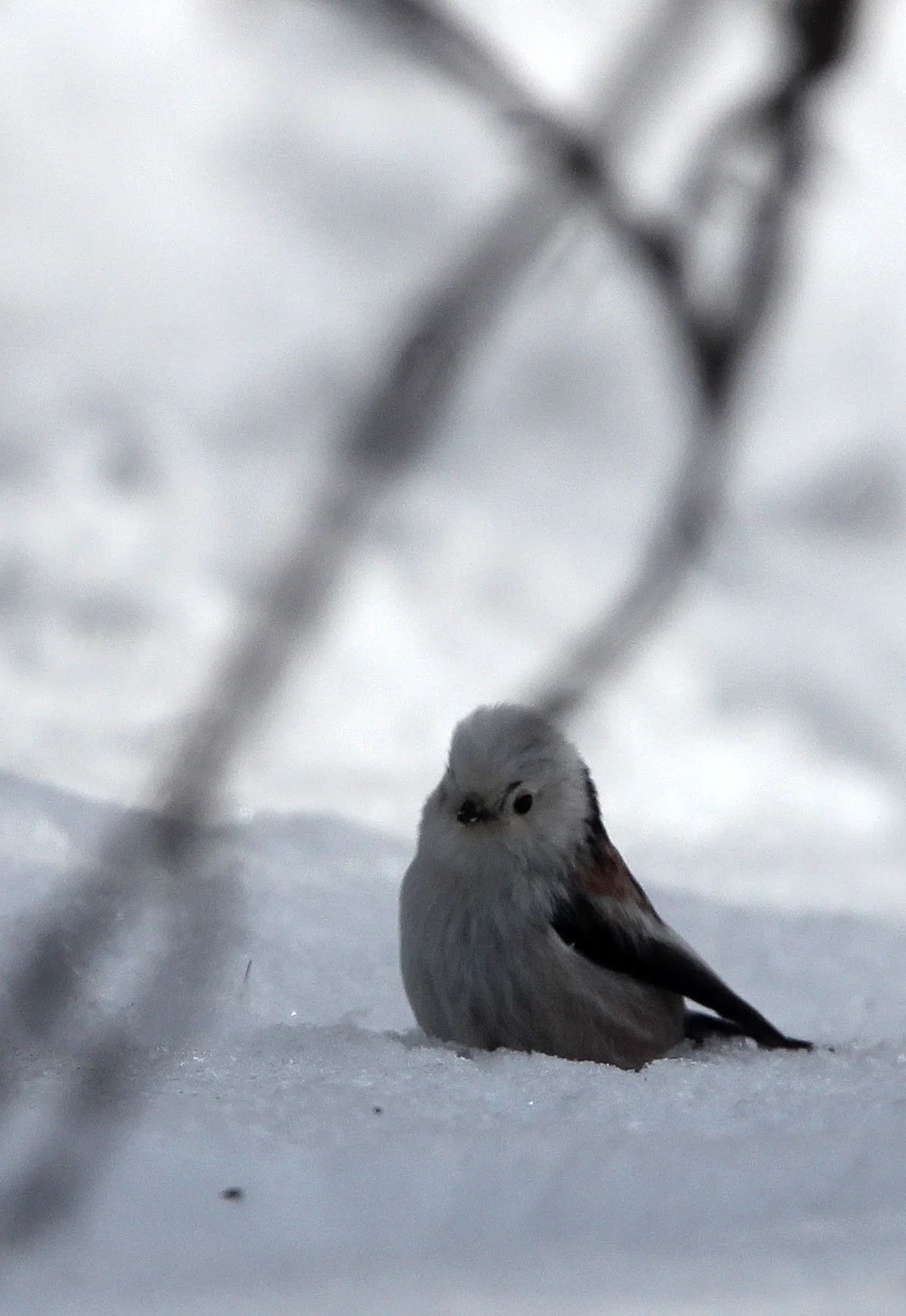 Long-tailed tit (Aegithalos caudatus) Kinohiroba Park, Abashiri Hokkaido Japan (1).JPG