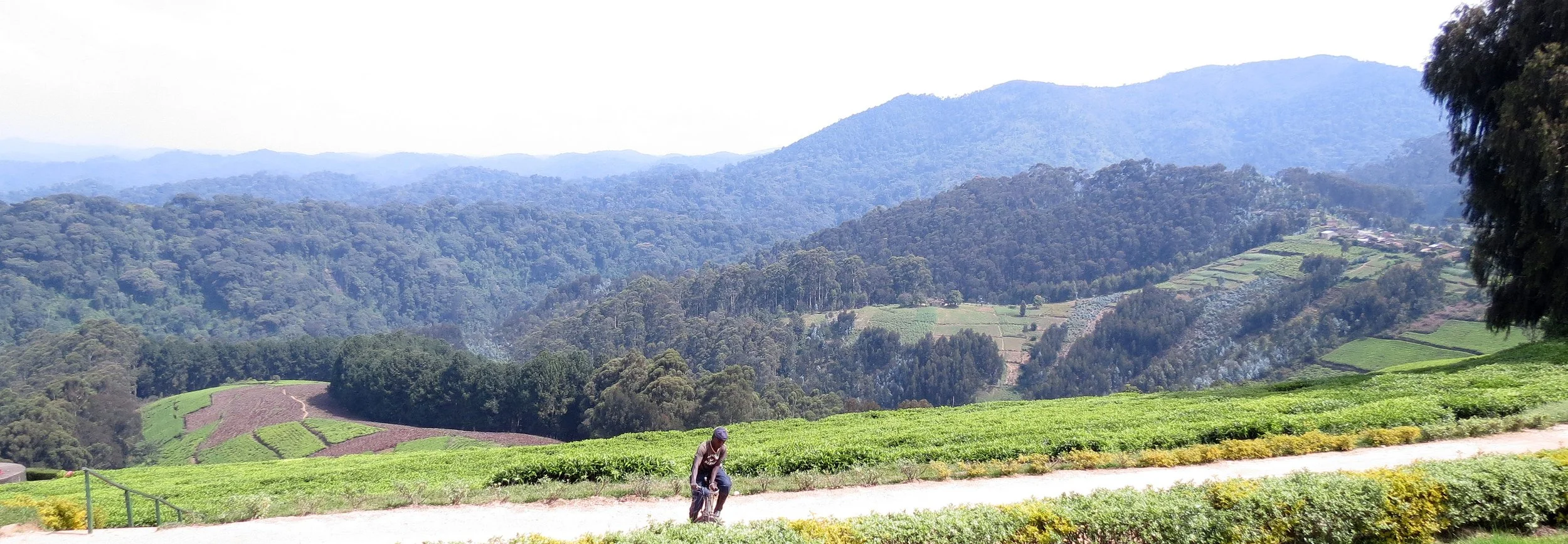 NYUNGWE NATIONAL PARK RWANDA (580).JPG