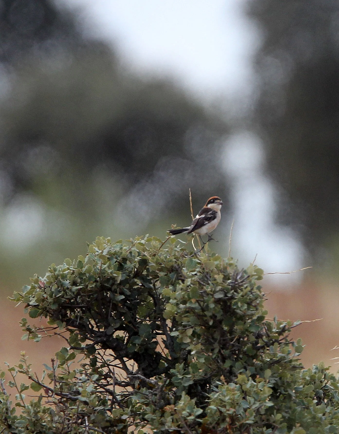 Red-backed Shrike (Lanius collurio) Malpartida & Mirabela Grasslands Spain.JPG