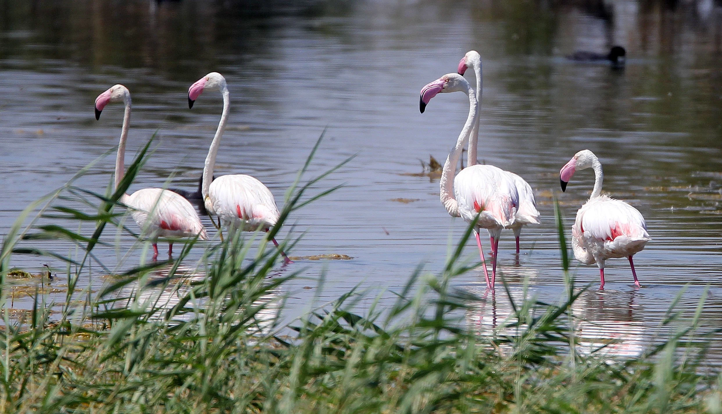 Phoenicopterus roseus - Greater Flamingo - Laguna Dulce Spain (29).JPG