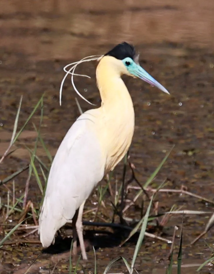 Heron - Capped Heron - Pilherodius pileatus - Pantanal - Mato Grosso, Transpantaneira M-060 (16).JPG