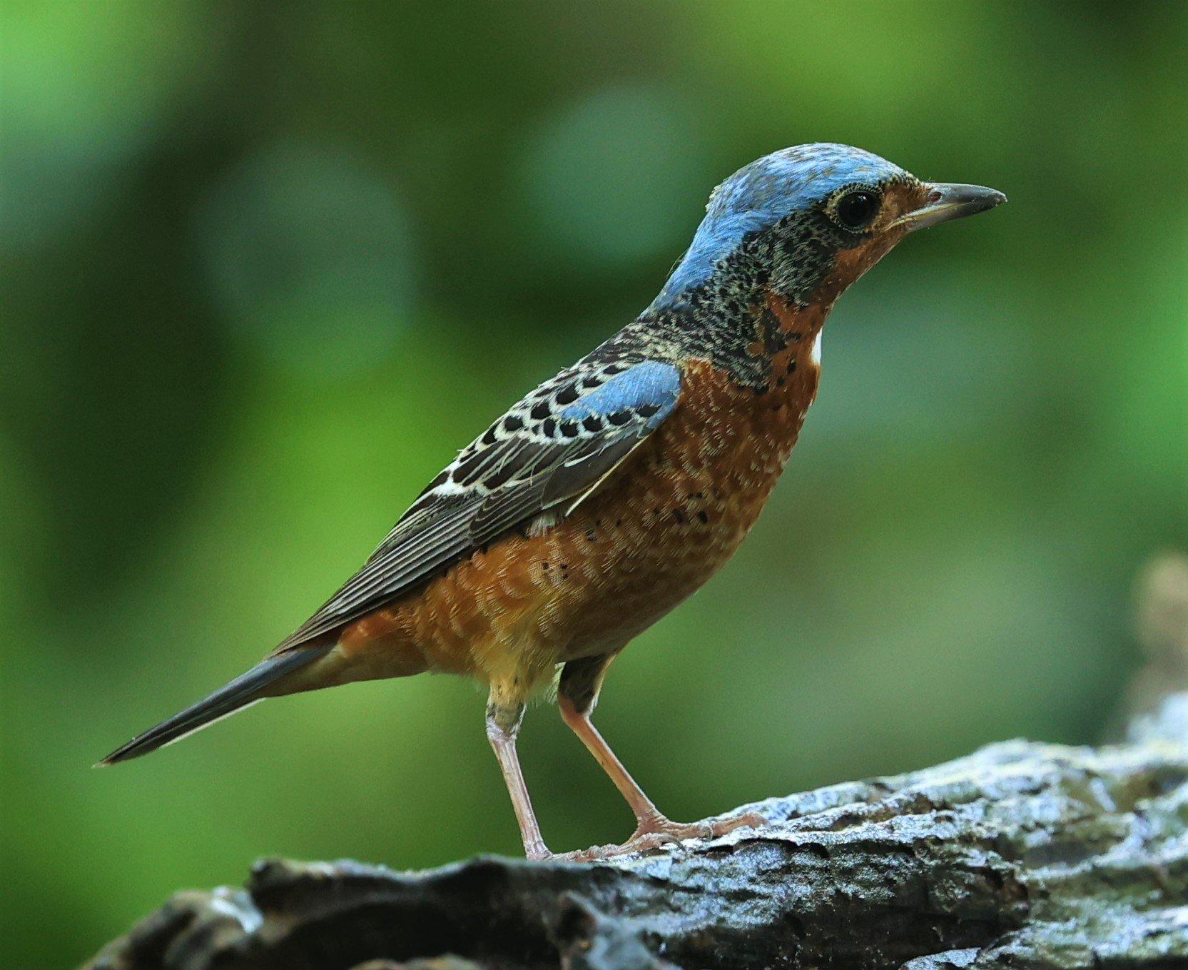 ROCK-THRUSH - WHITE-THROATED ROCK-THRUSH - Monticola gularis - WAT THAM PRATHUM CHONBURI March 2022 (60).jpg
