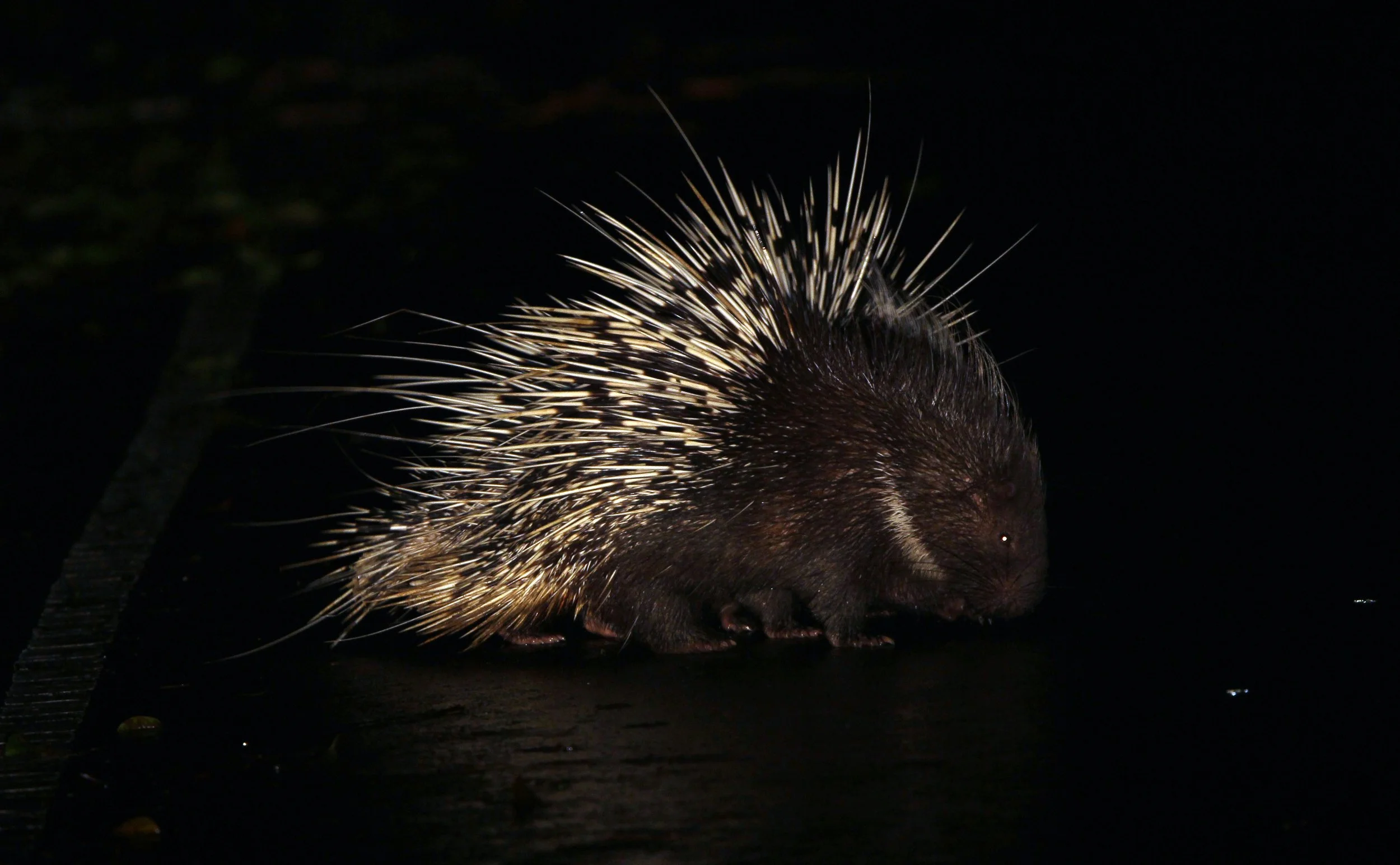 Hystrix brachyura - MALAYAN PORCUPINE - KHAO YAI NP THAILAND (54).JPG