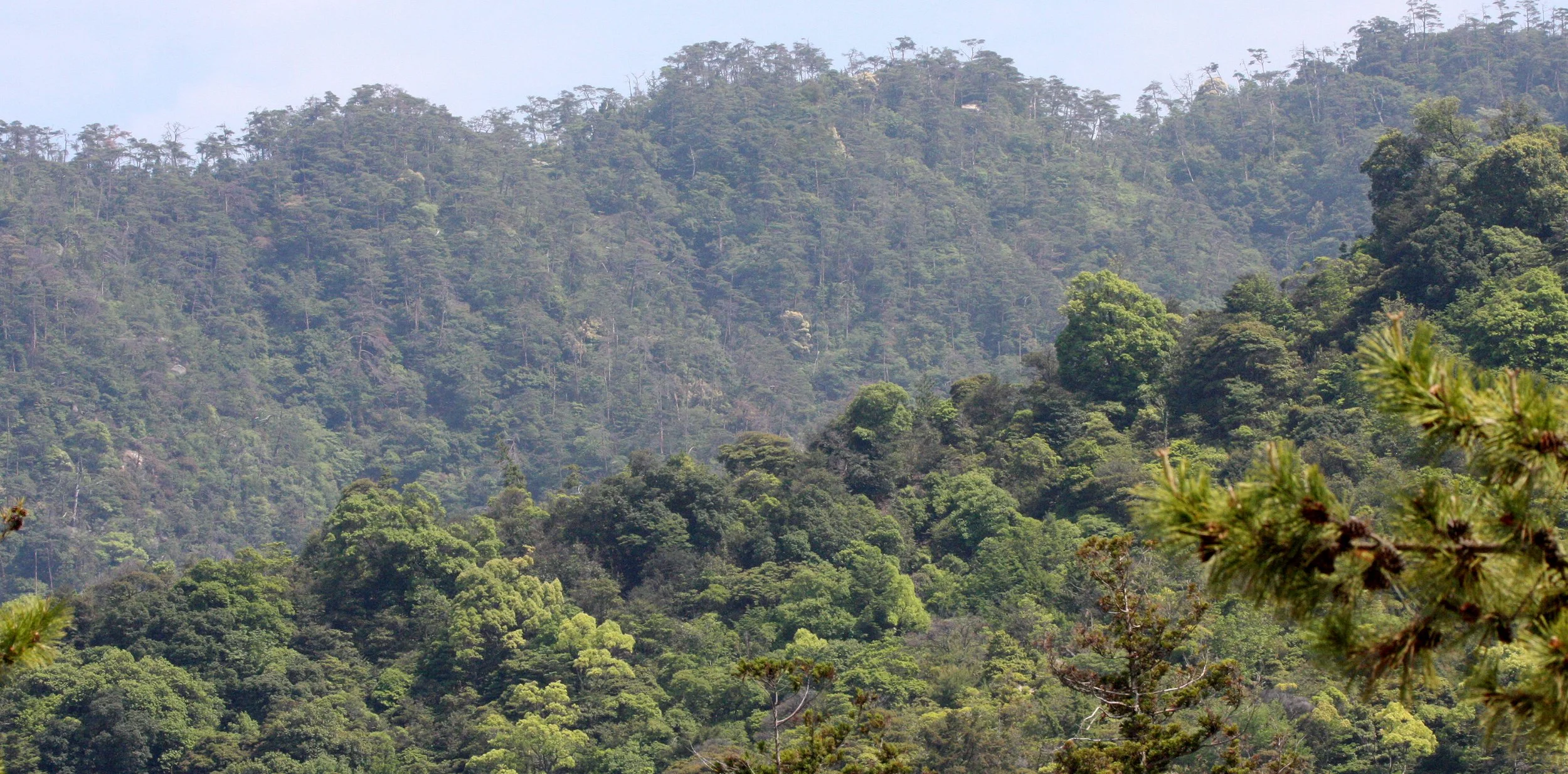 MIYAJIMA - MAY 2009 - SCENES AND LANDSCAPES (62).JPG