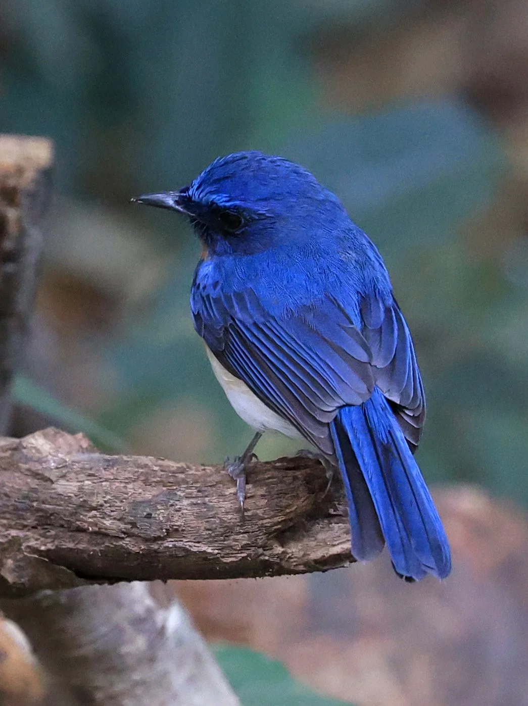 Indochinese Blue Flycatcher (Cyornis sumatrensis) Kaeng Krachan National Park ESS Expedition 2026 (47).jpg