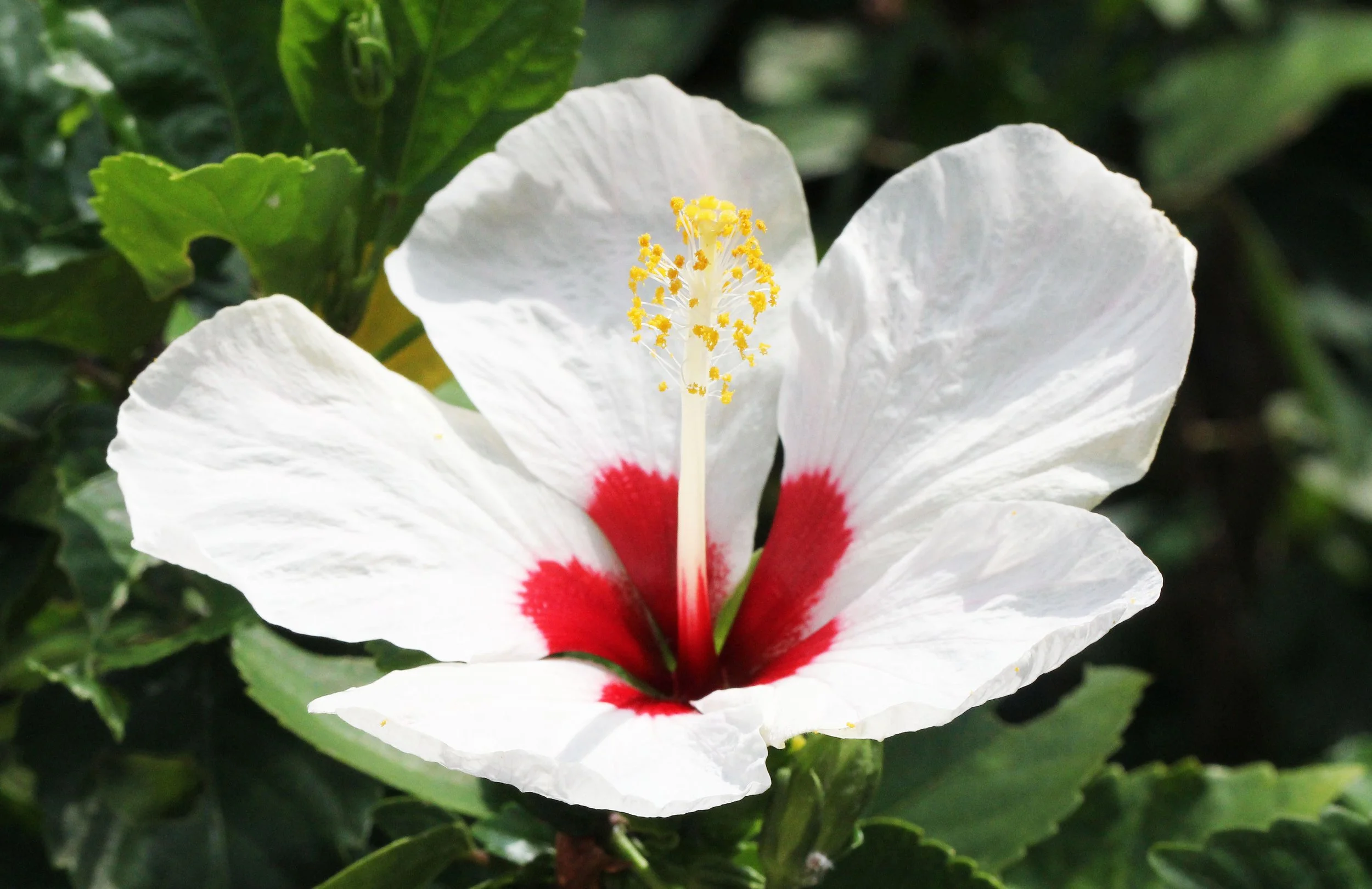 2015 Koh Lanta October Break Trip  (97).JPG