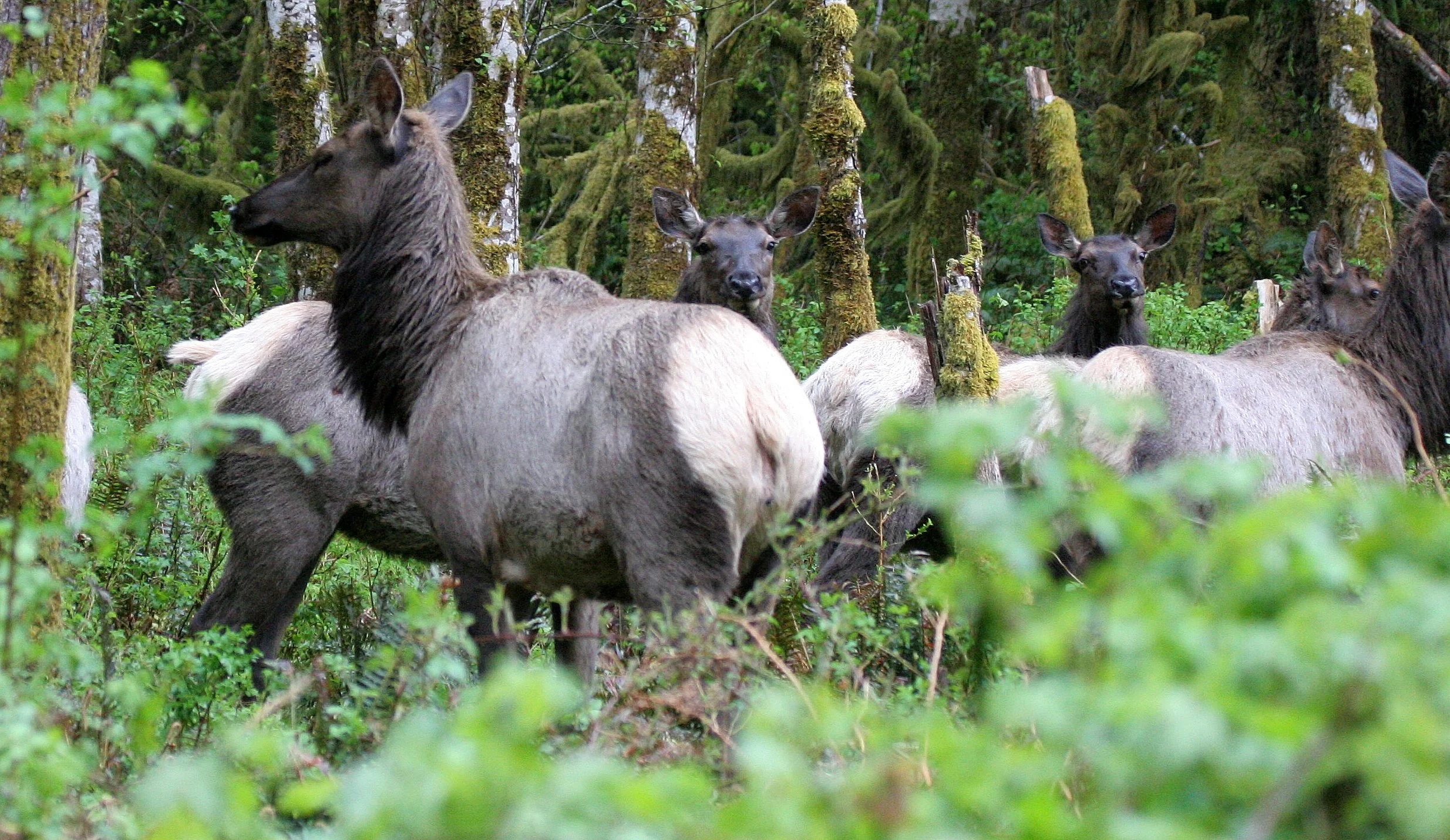 CERVID - ELK - ROOSEVELT ELK - CERVUS ELAPHUS ROOSEVELTI - HOH RIVER VALLEY - ONP WA (112).JPG