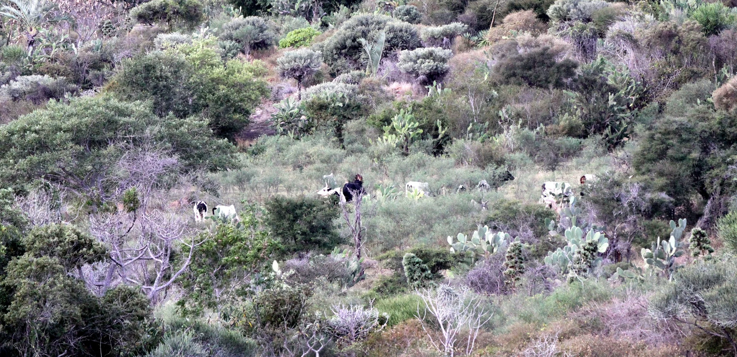 ANDOHAHELA NATIONAL PARK MADAGASCAR - XEROPHYTIC PLANT COMMUNITY (2).JPG