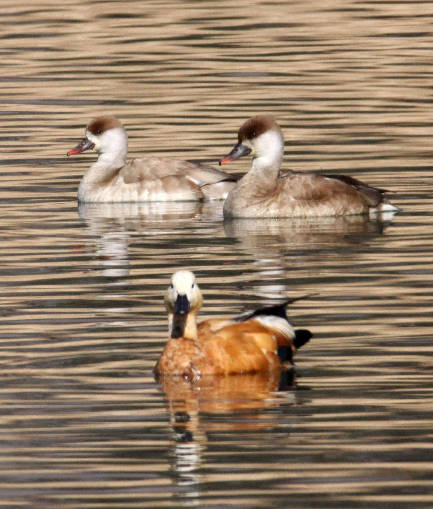 POCHARD - RED-CRESTED POCHARD - Netta rufina - CAO HAI WETLANDS PARK NEAR LIJIANG YUNNAN CHINA (47).JPG