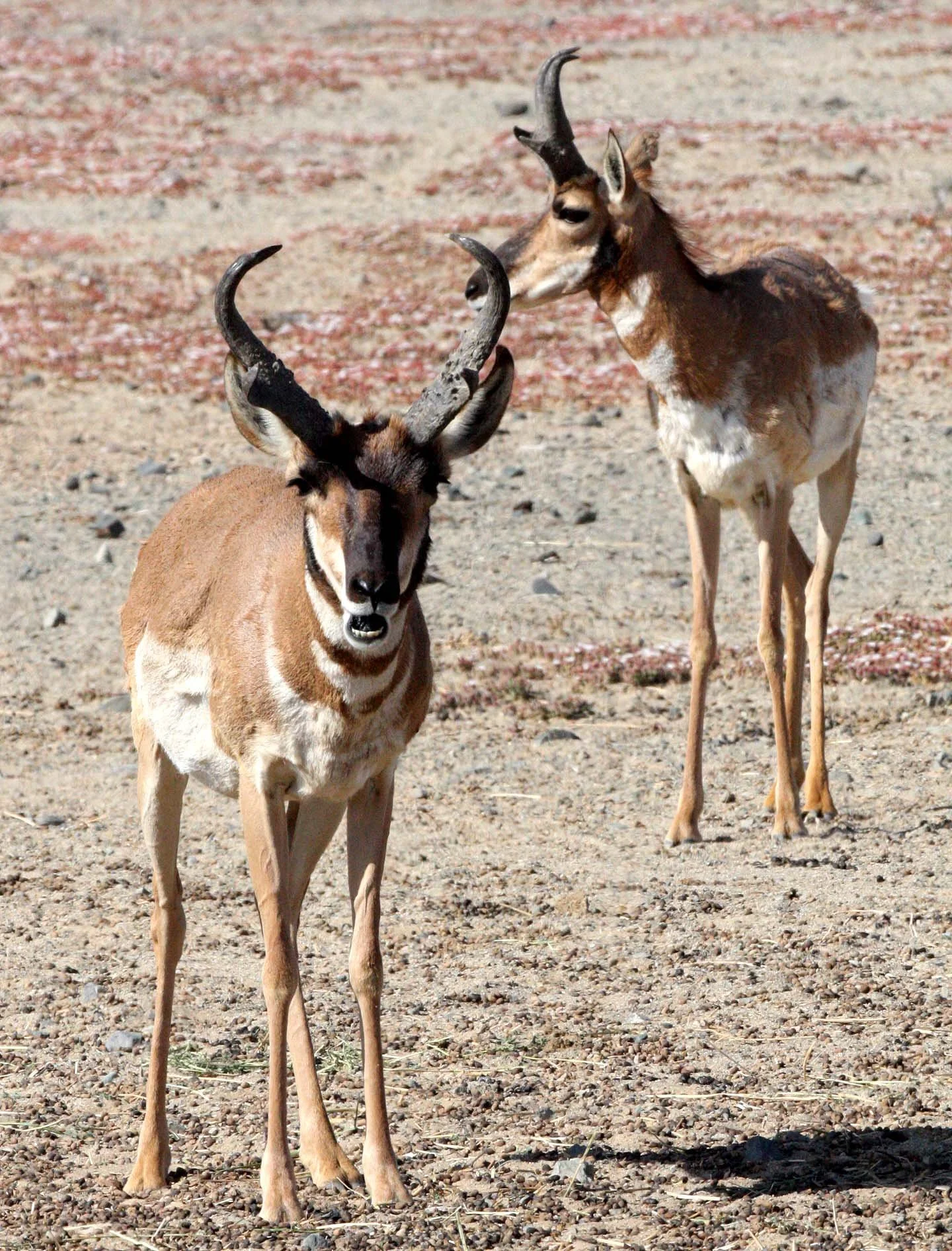 Antilocapra americana peninsularis - PENINSULAR PRONGHORN ANTELOPE - VIZCAINO BIOSPHERE RESERVE BAJA MEXICO (70).JPG