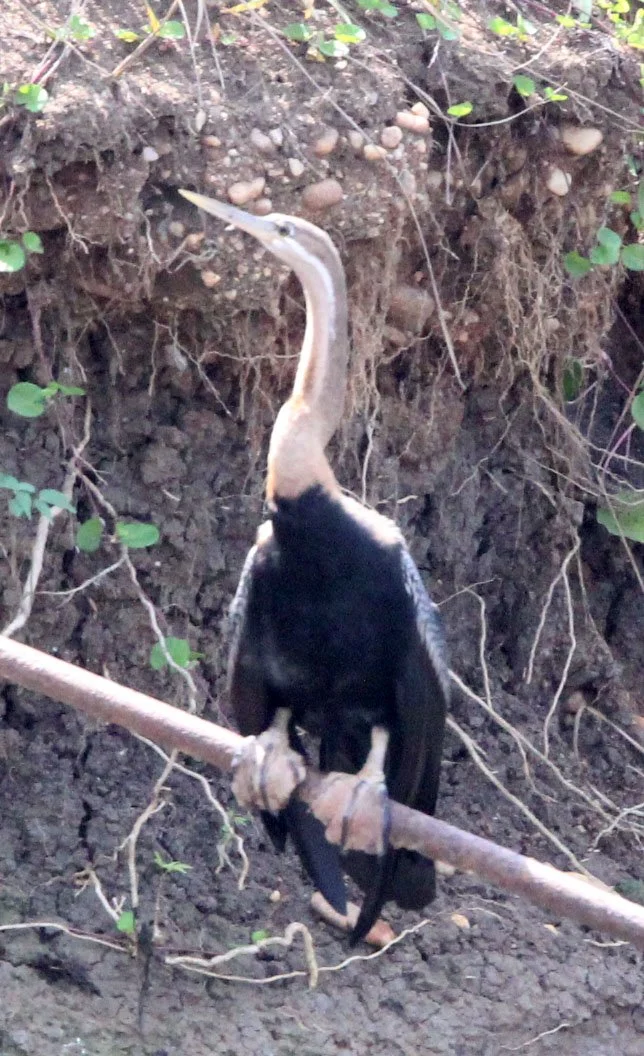 BIRD - DARTER - AFRICAN DARTER - MURCHISON FALLS NATIONAL PARK UGANDA (2).JPG