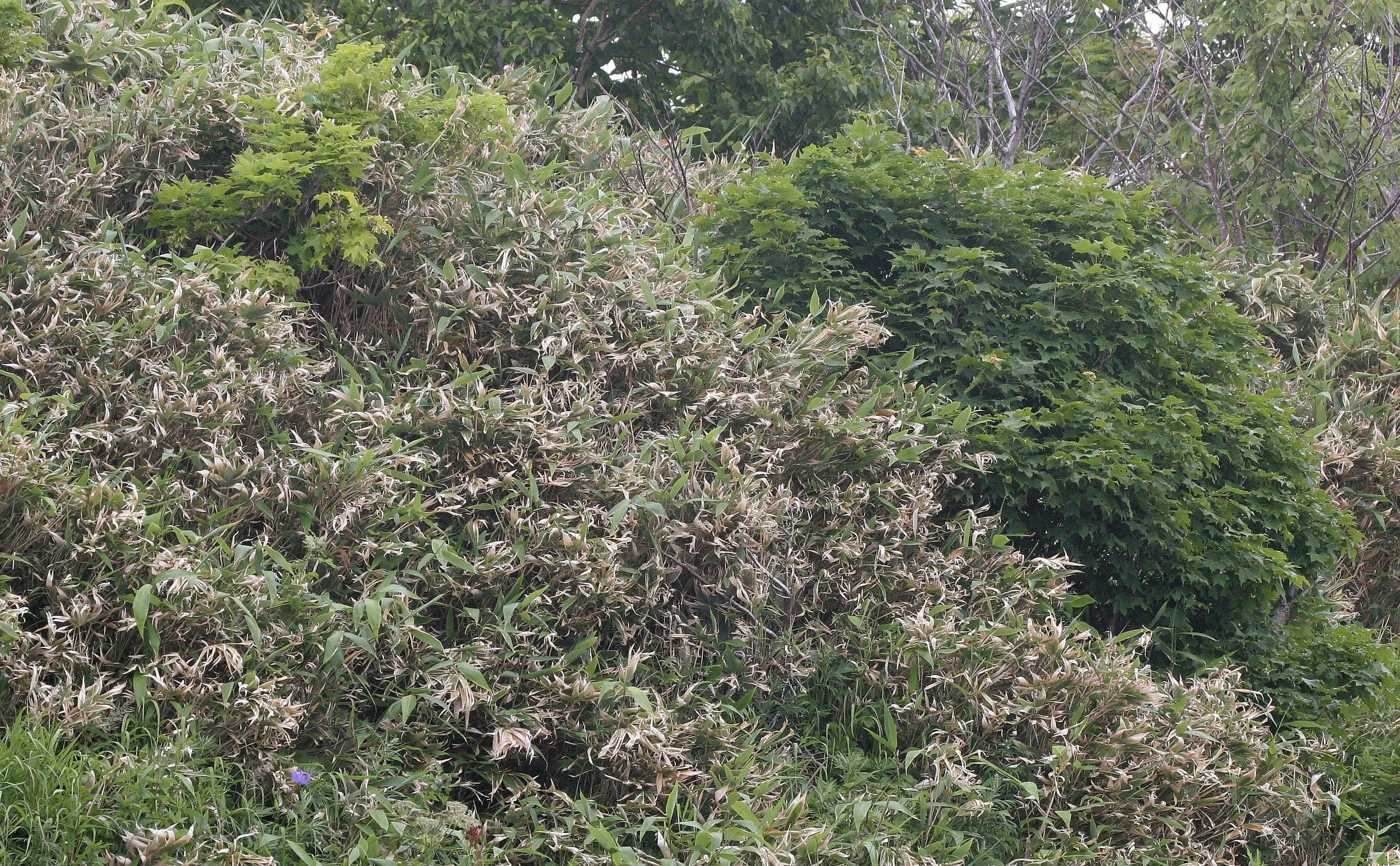 KURIL ISLANDS - FLORA  (38).jpg