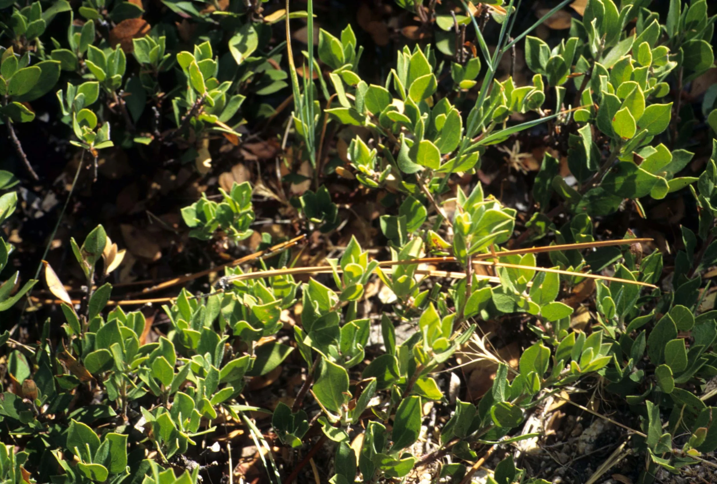 CALIFORNIA - SIERRA - ARCTOSTAPHYLOS SPECIES.jpg