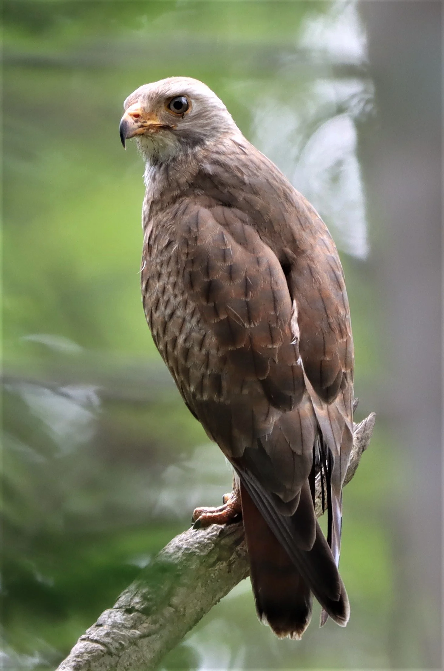 BUZZARD - RUFOUS-WINGED BUZZARD - Butastur liventer - PHANOMRUNG PRASAT RUINS BURIRAM (21).jpg