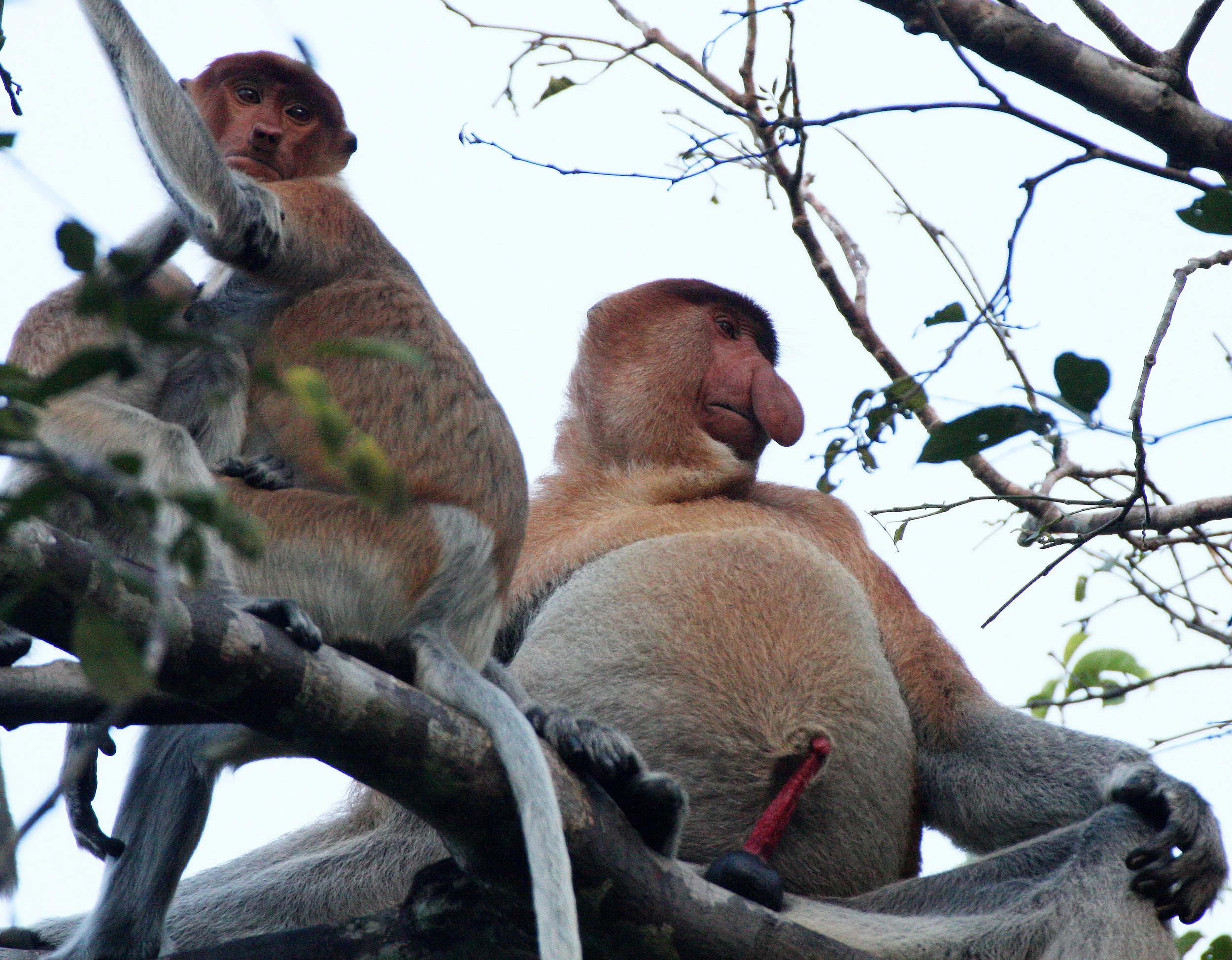 CERCOPITHECIDAE - Nasalis larvatus -PROBOSCIS MONKEY TROOP - KINABATANGAN RIVER BORNEO  (48).JPG