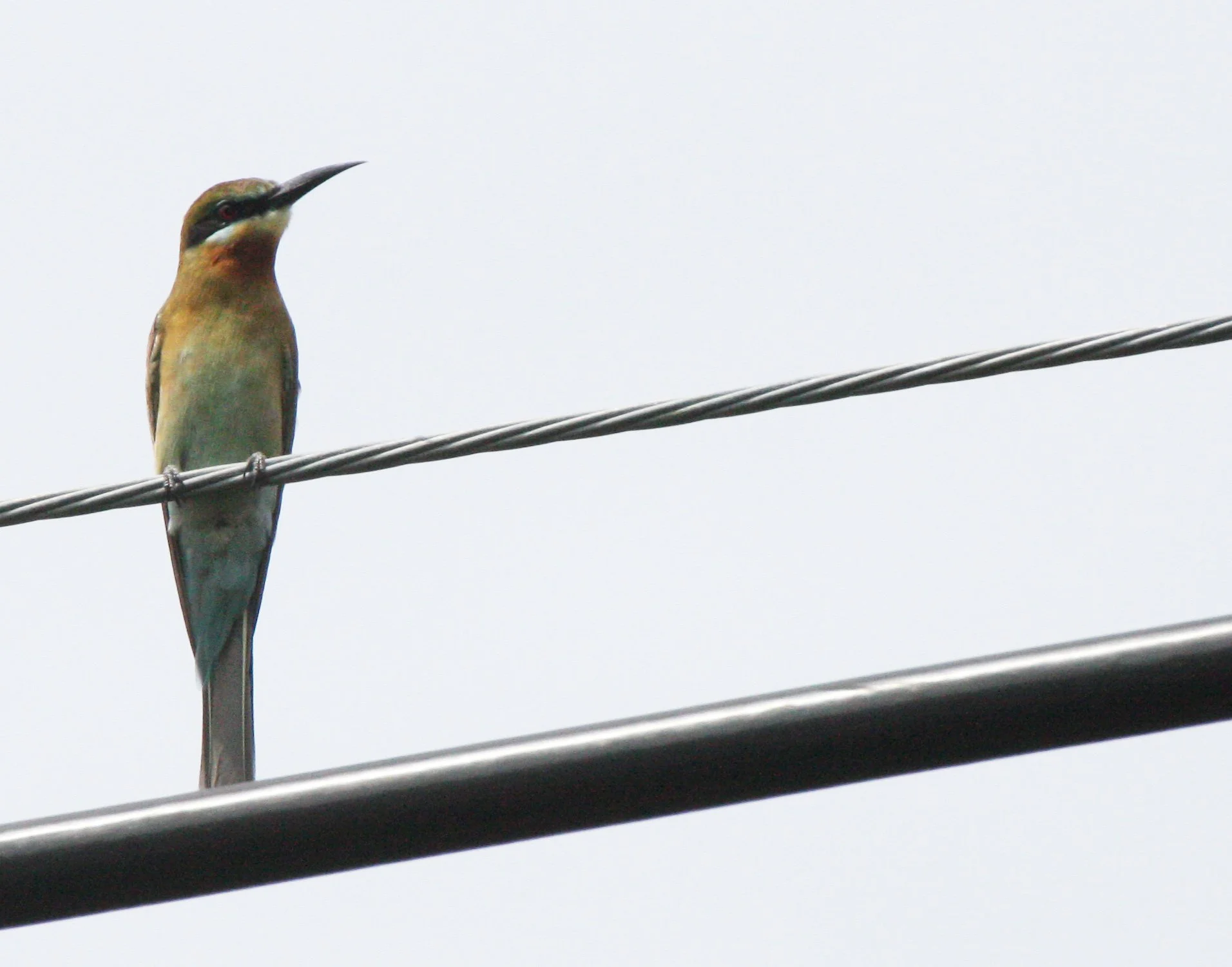 BEE EATER - BLUE-TAILED BEE-EATER - Merops philippinus - KOH LANTA THAILAND (1).JPG