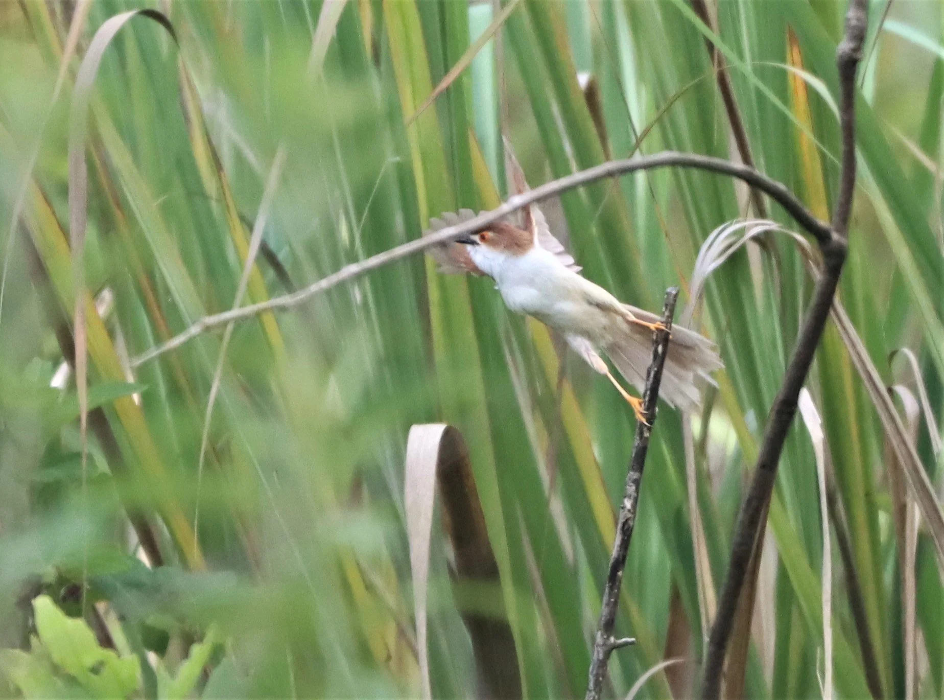 BABBLER - YELLOW-EYED BABBLER - hrysomma sinense - DOI LANG CHIANG MAI (30).jpg