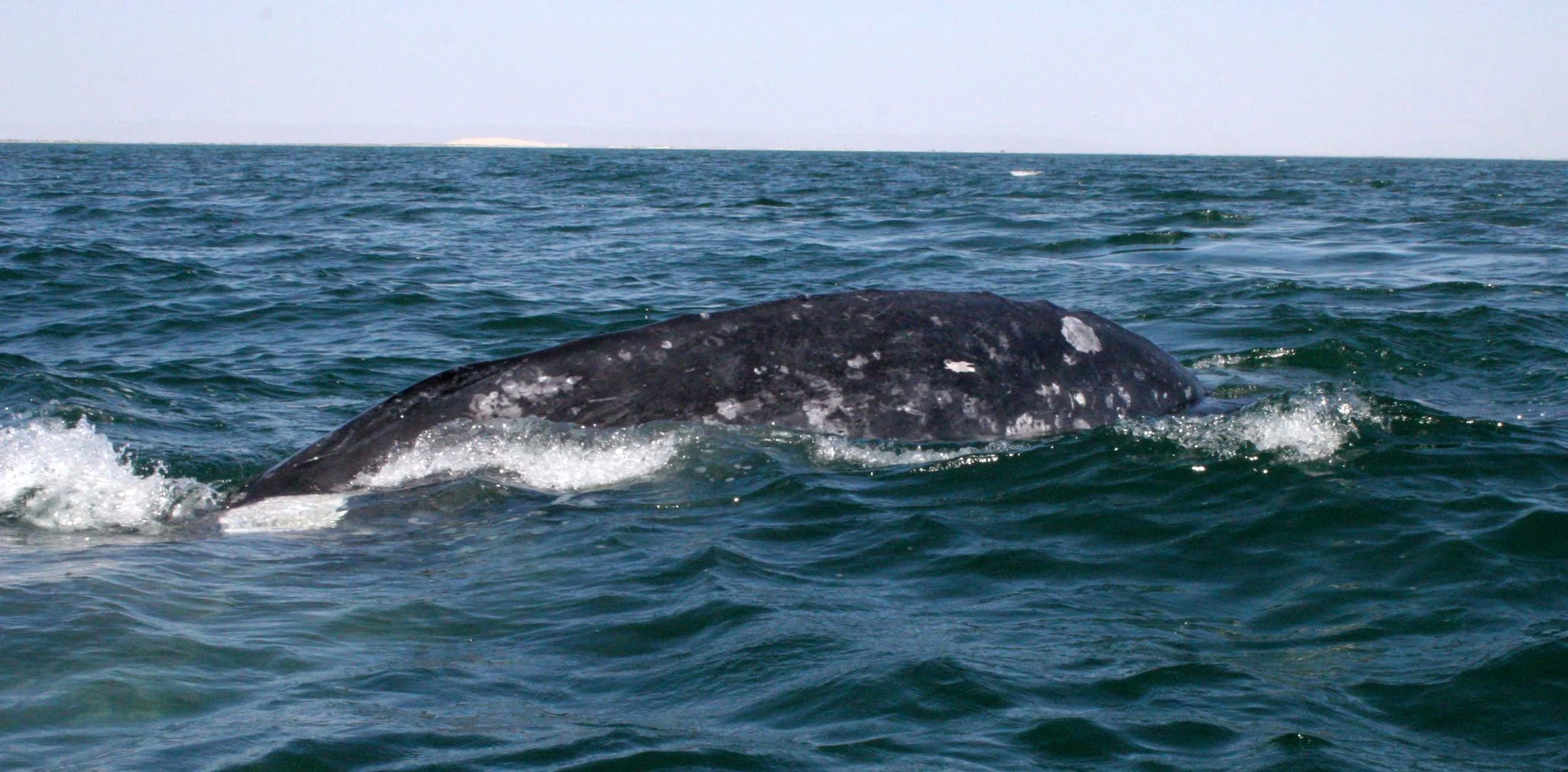 Eschrichtius robustus - GRAY WHALE - SAN IGNACIO LAGOON BAJA MEXICO (135).JPG