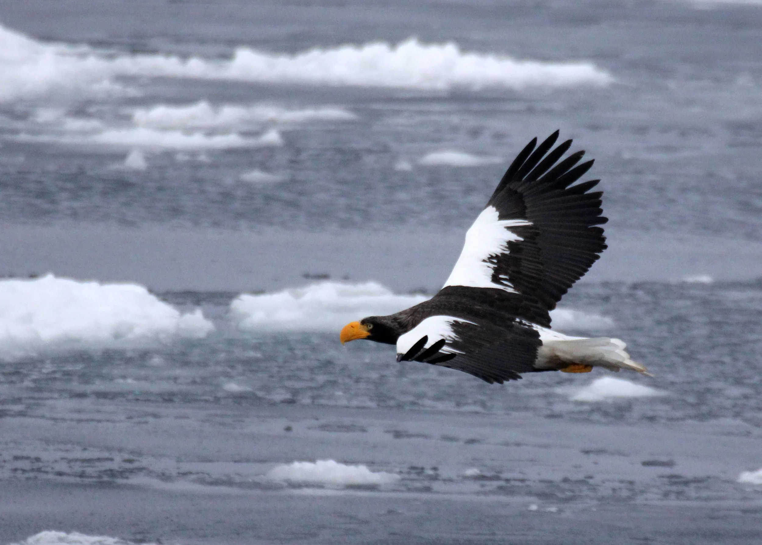 BIRD - EAGLE - STELLER'S SEA EAGLE - RAUSU, SHIRETOKO PENINSULA & NATIONAL PARK - HOKKAIDO JAPAN (78).JPG