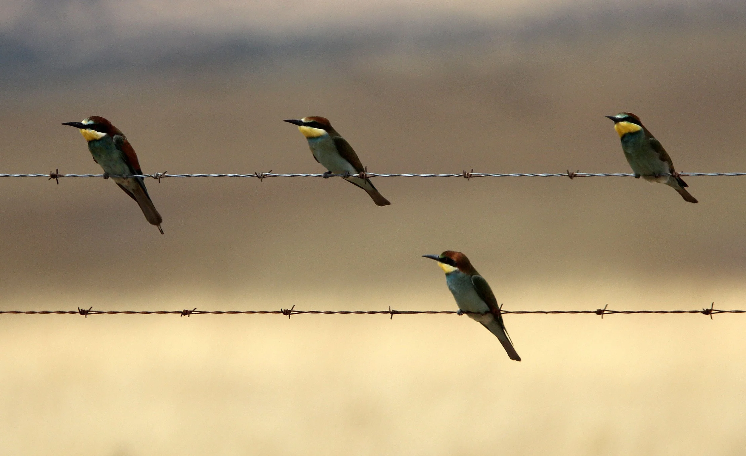 BIRD - BEE EATER - EUROPEAN BEE EATER - MALPARTIDA & MIRABELA GRASSLANDS SPAIN (6).JPG