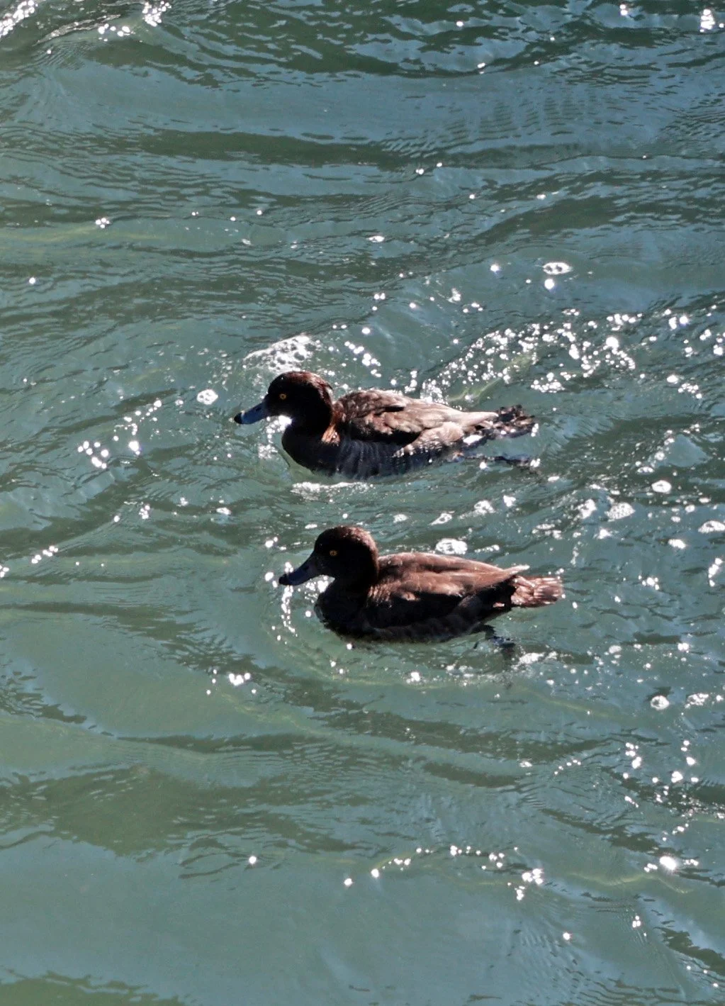 Tufted Duck (Aythya fuligula) Sogi Waterfalls & Canyon, Kagoshima Japan (7).jpg