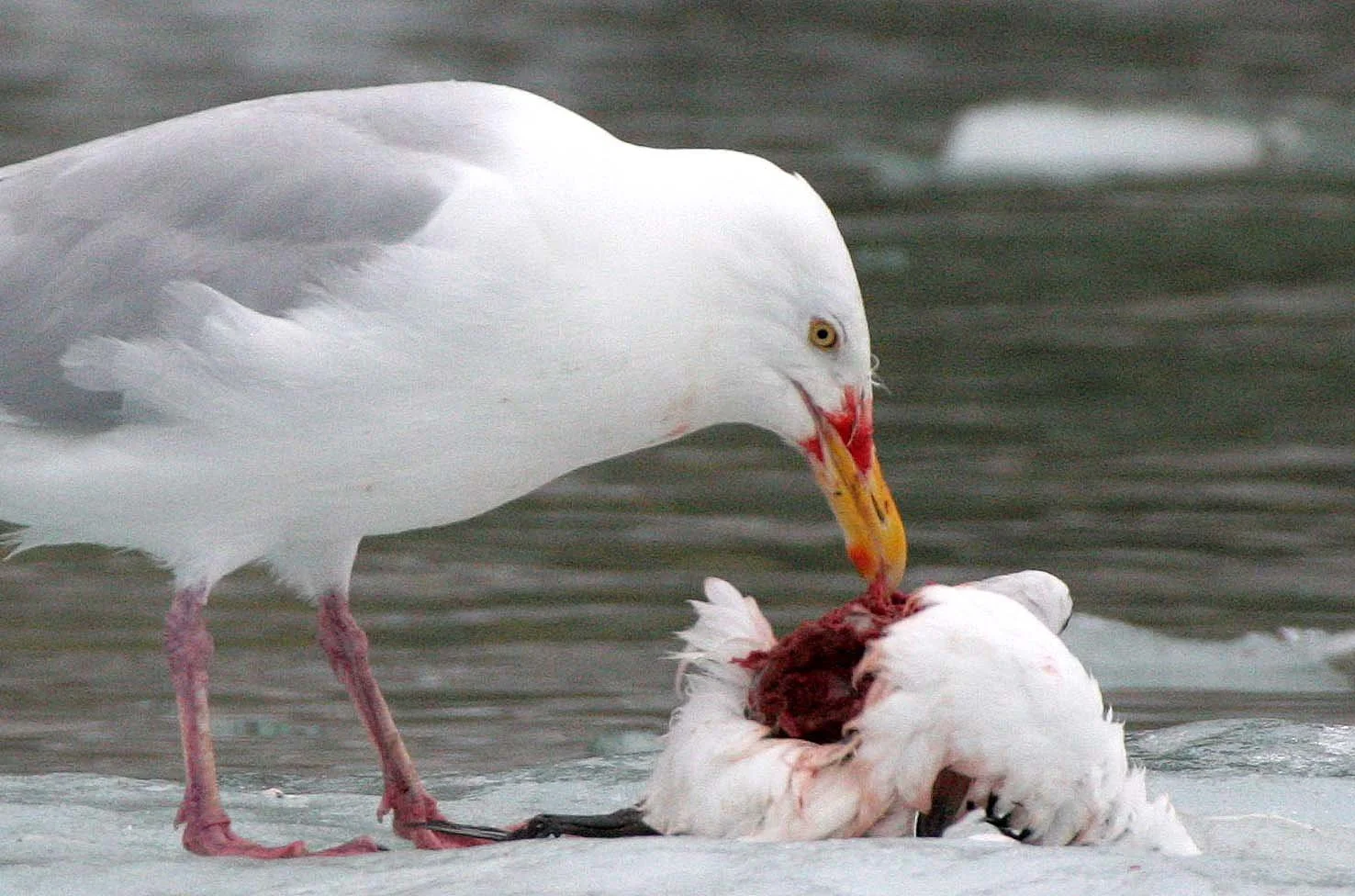 BIRD - GULL - GLAUCOUS GULL - SVALBARD (14).jpg