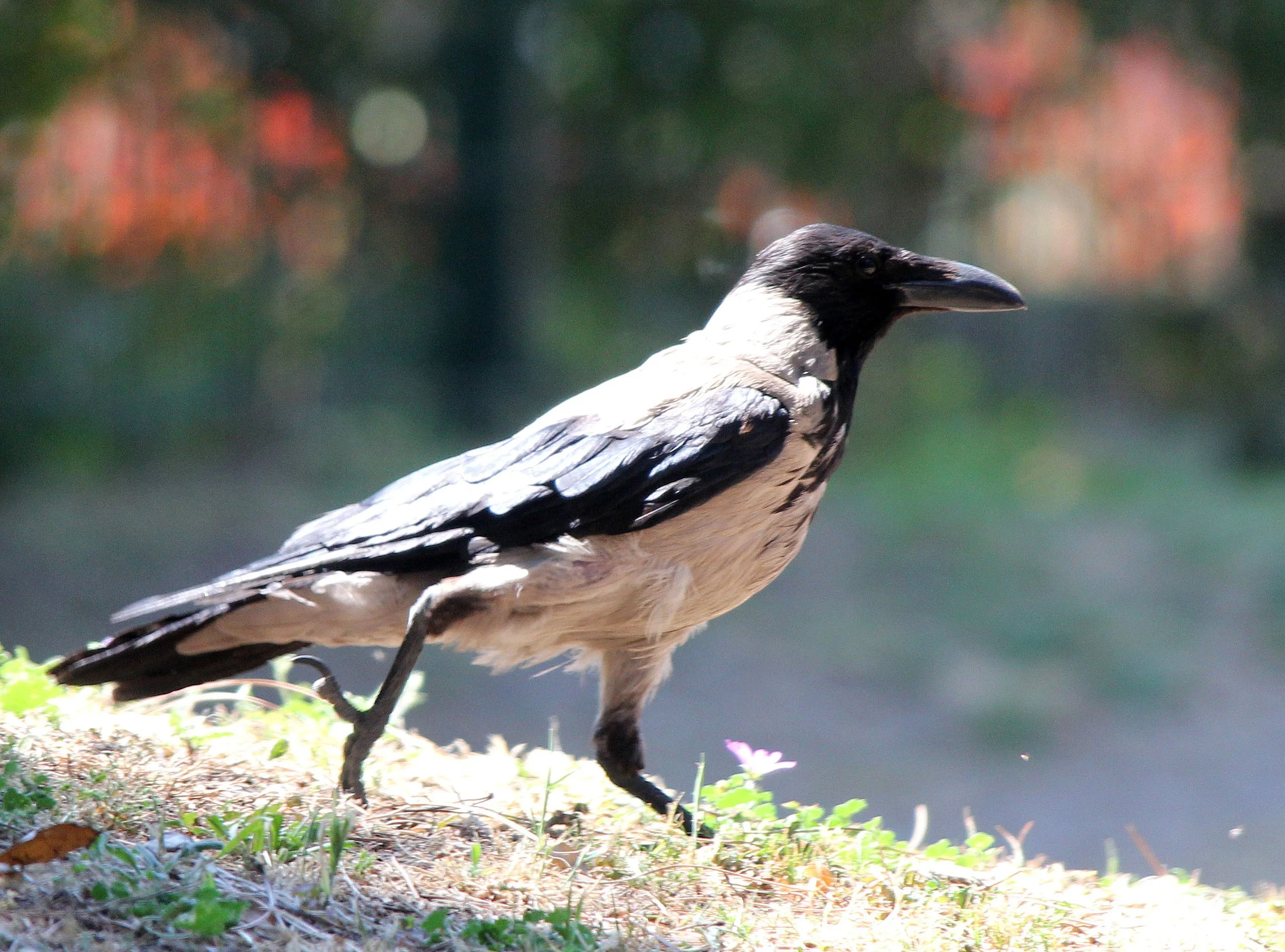 BIRD - CROW - HOODED CROW - ROME ITALY (3).JPG