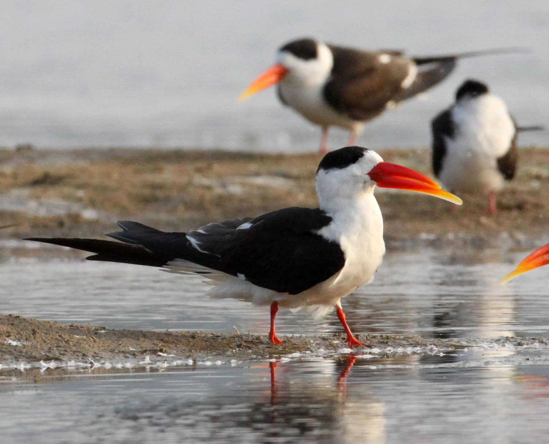 BIRD - SKIMMER - INDIAN SKIMMER - CHAMBAL SANCTUARY INDIA (34).JPG