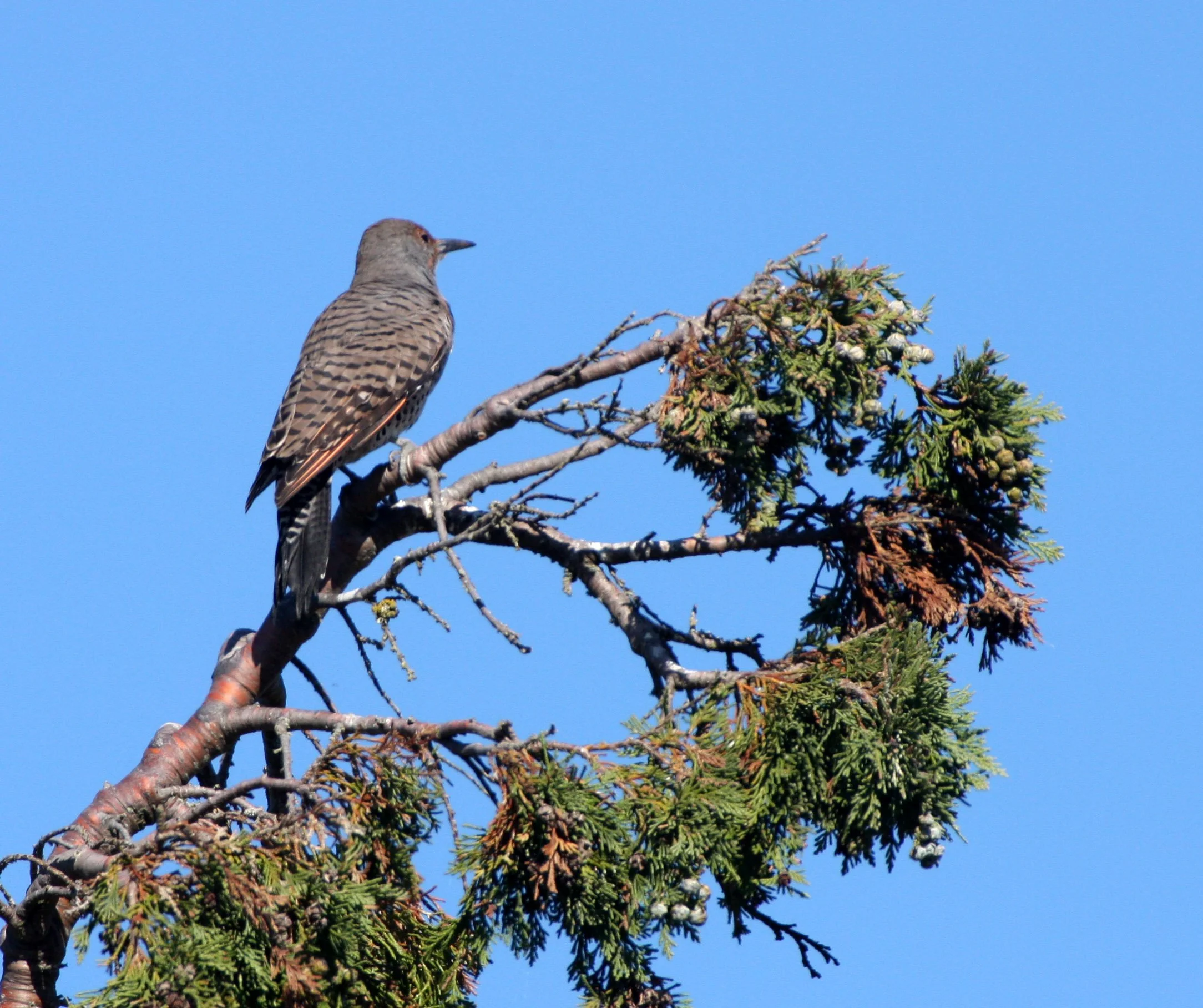 BIRD - WOODPECKER - FLICKER - NORTHERN FLICKER (10).JPG
