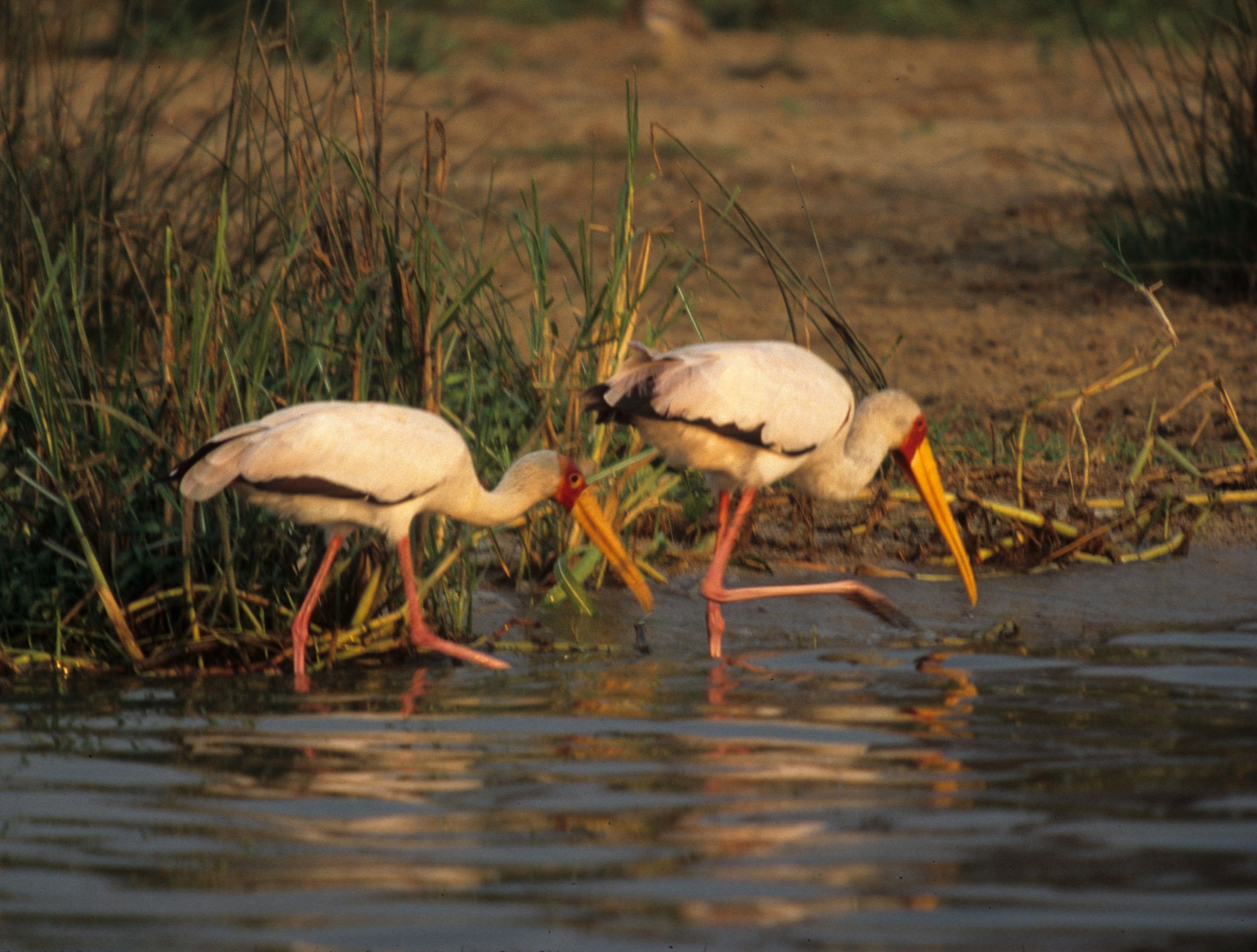 BIRDS - STORK - AFRICAN OPENBILLED - UGANDA B.jpg