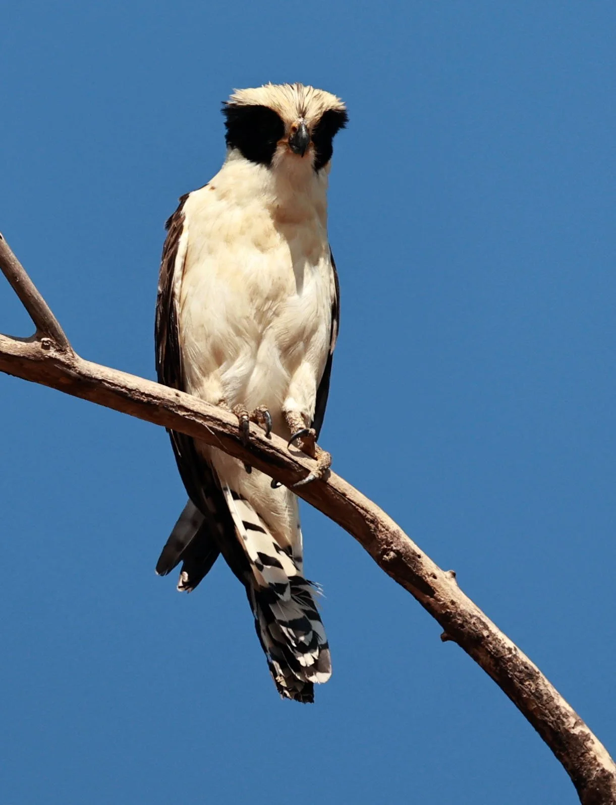 Falcon - Laughing Falcon - Herpetotheres cachinnans - Pantanal - Mato Grosso, Transpantaneira M-060 (8).jpg