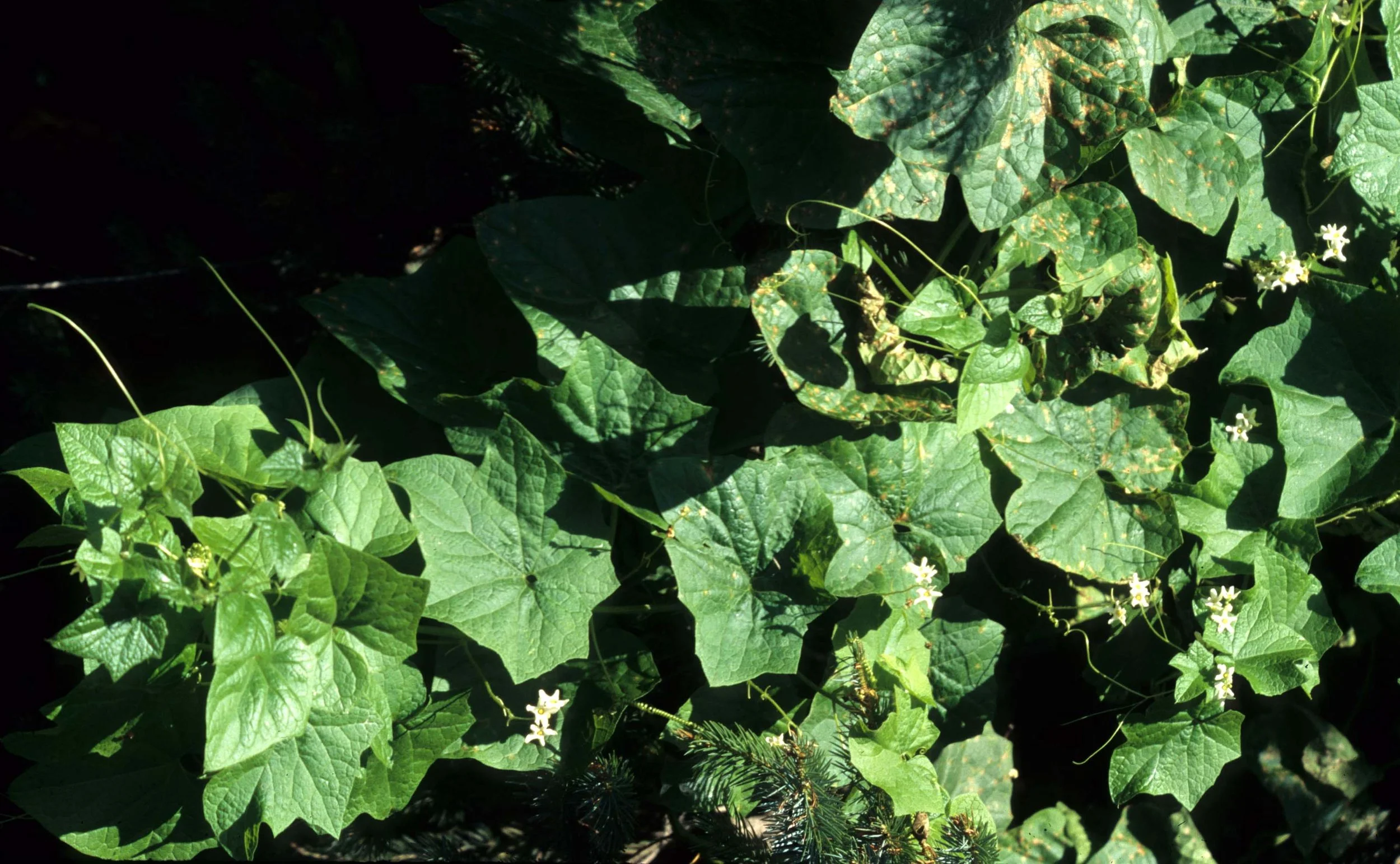 CALIFORNIA - REDWOODS NP - VITUS SPECIES - WILD GRAPE.jpg