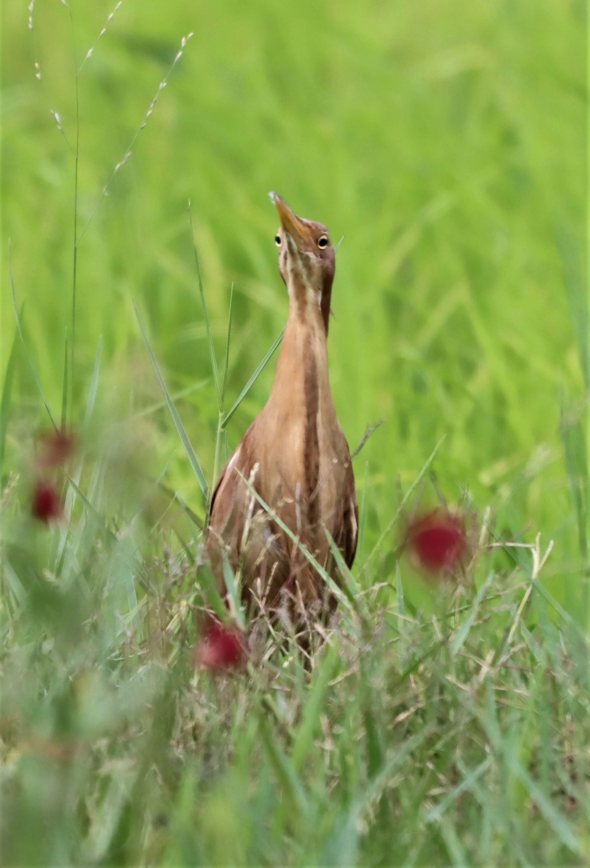 BITTERN - CINNAMON BITTERN (CHESTNUT BITTERN) - Ixobrychus cinnamomeus - BURIRAM HUAI CHORAKHE MAK (109).jpg
