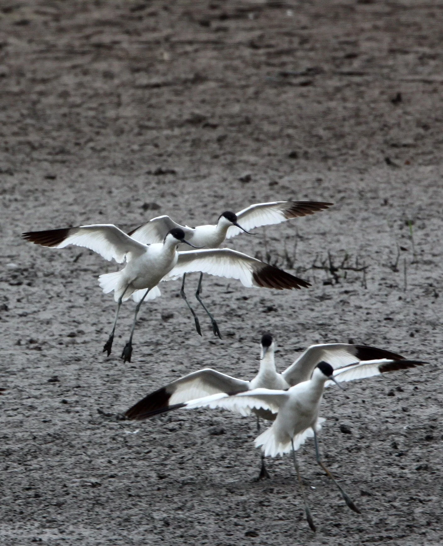 BIRD - AVOCET - PIED AVOCET - MAI PO WETLANDS HONG KONG (165).JPG