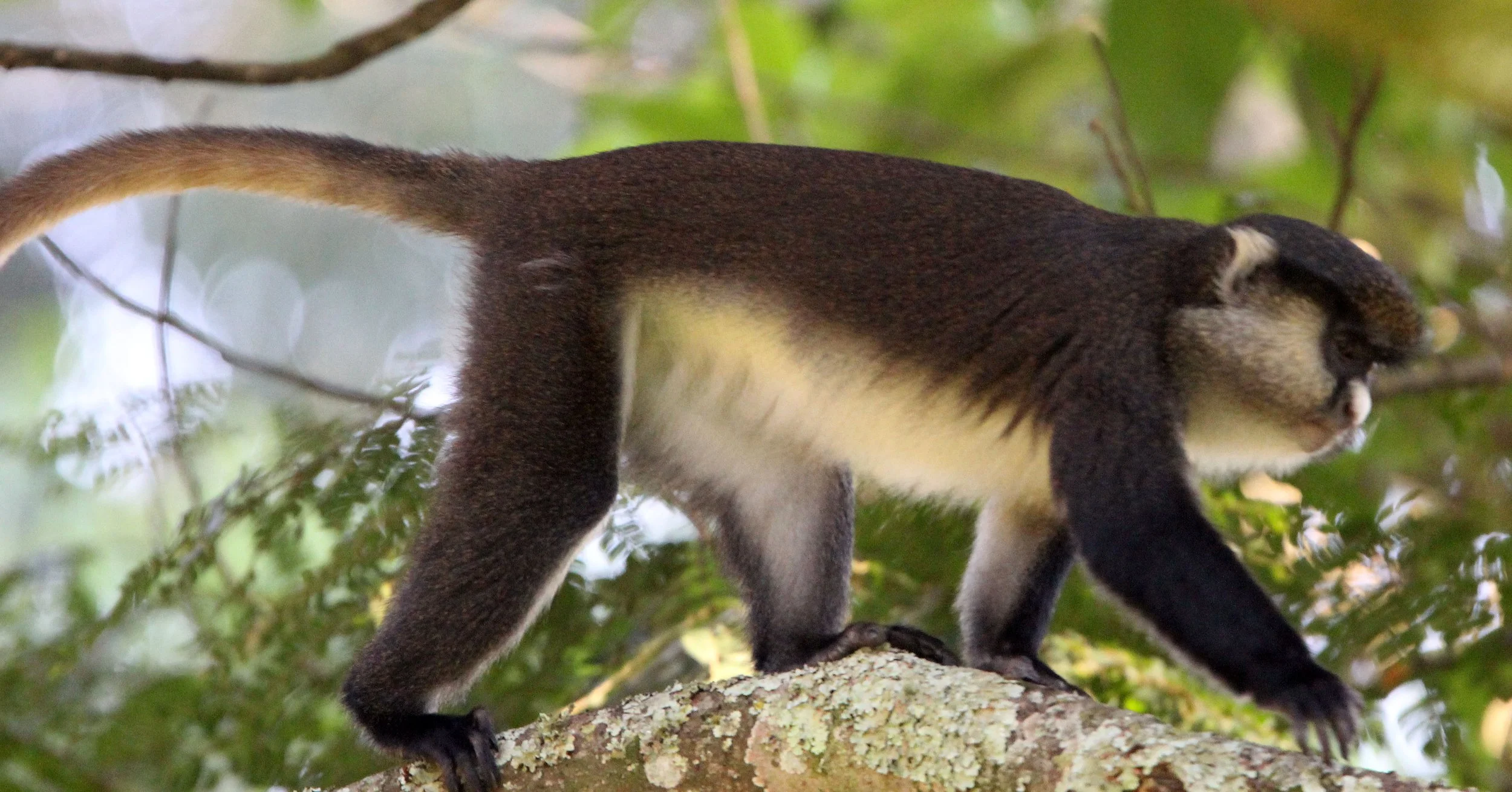 CERCOPITHECIDAE - Cercopithecus denti X ascanius schmidti - DENT'S-RED-TAILED MONKEY HYBRID - NYUNGWE NATIONAL PARK RWANDA (18).JPG