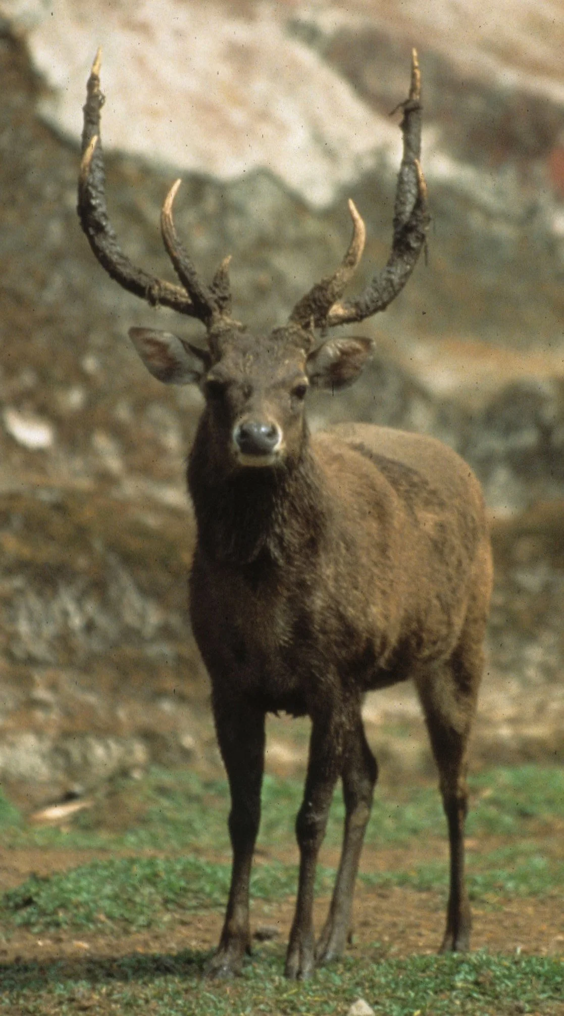 CERVID - DEER - TIMOR DEER - UJON KULONG JAVA (3).jpg