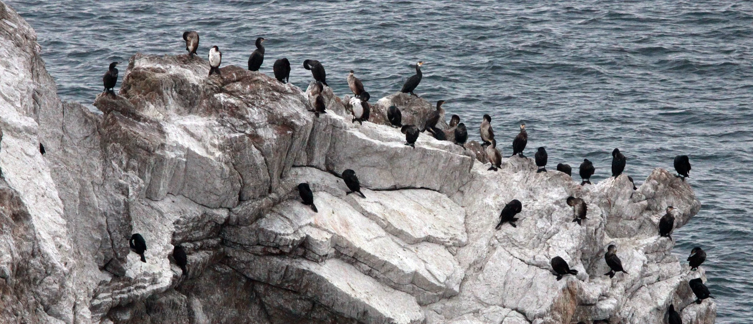 Phalacrocorax carbo - Great Cormorant - mixed Temminck's - Cape Irago, Japan (18).JPG
